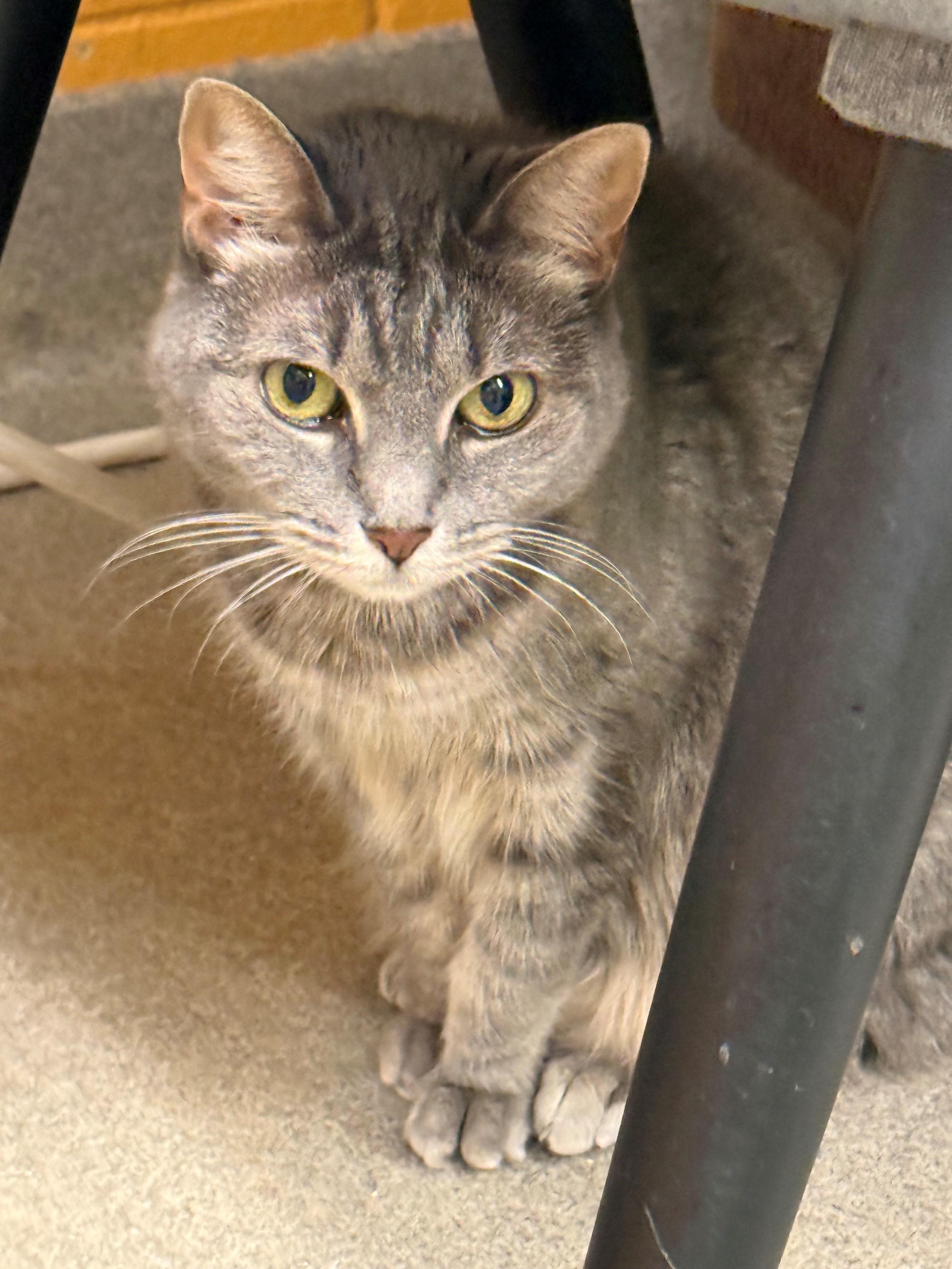Bell, ADOPTABLE, Senior Female Domestic Short Hair.