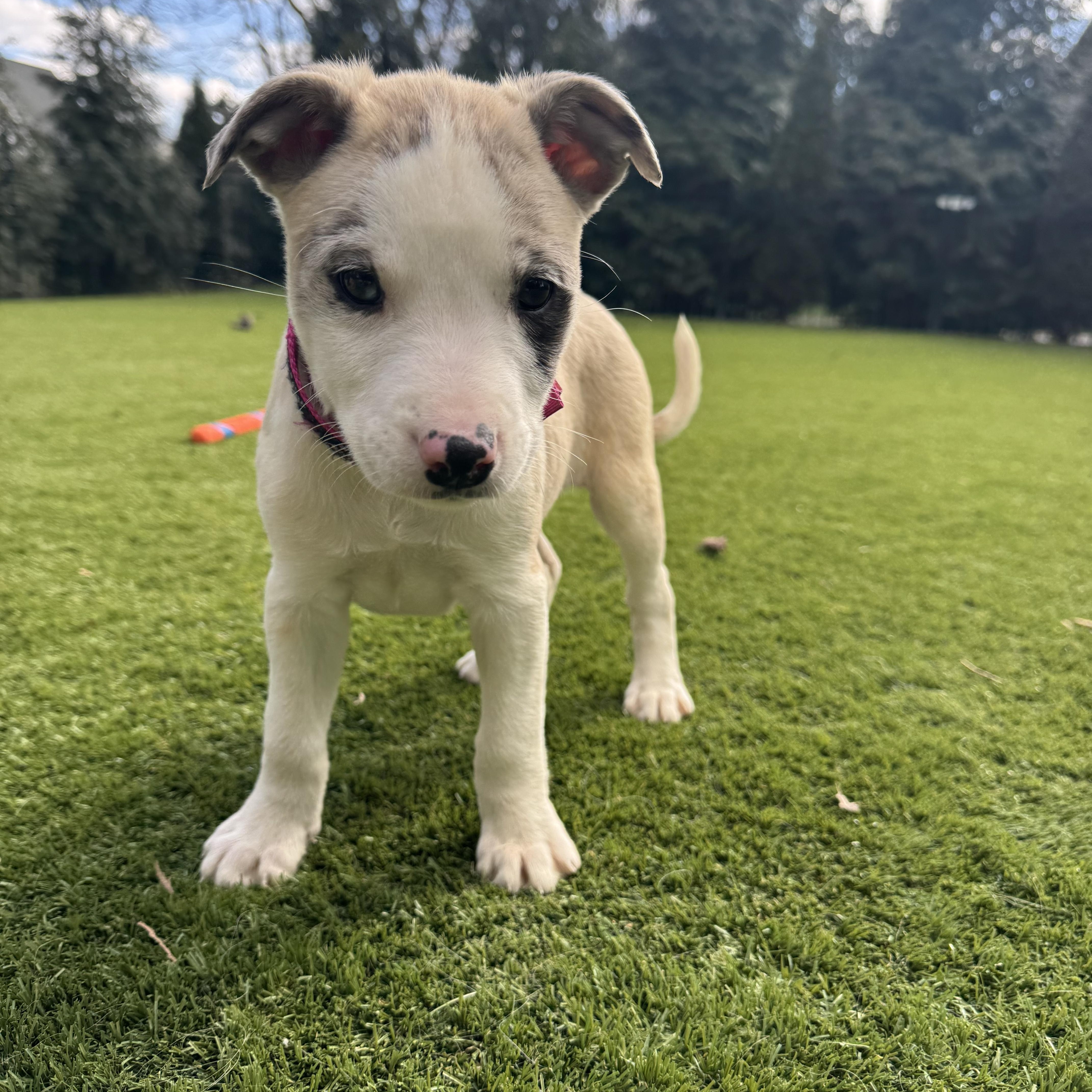 Apache, a ADOPTABLE mixed breed in Spring hill, TN image 5/6