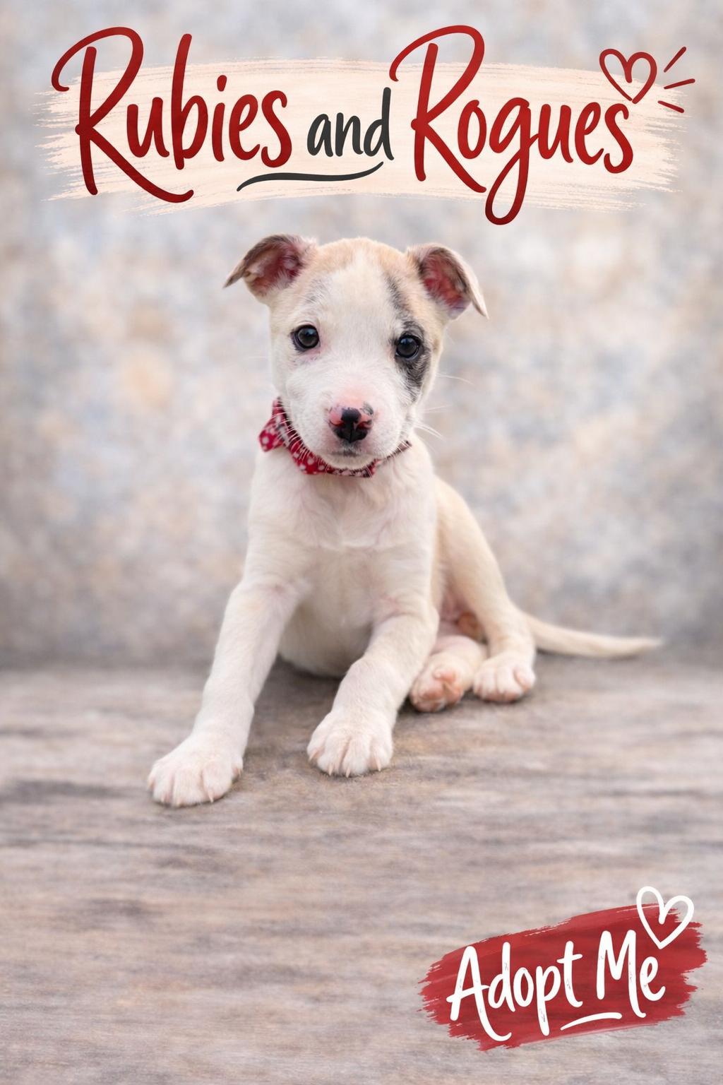 Apache, a ADOPTABLE mixed breed in Spring hill, TN image 2/6