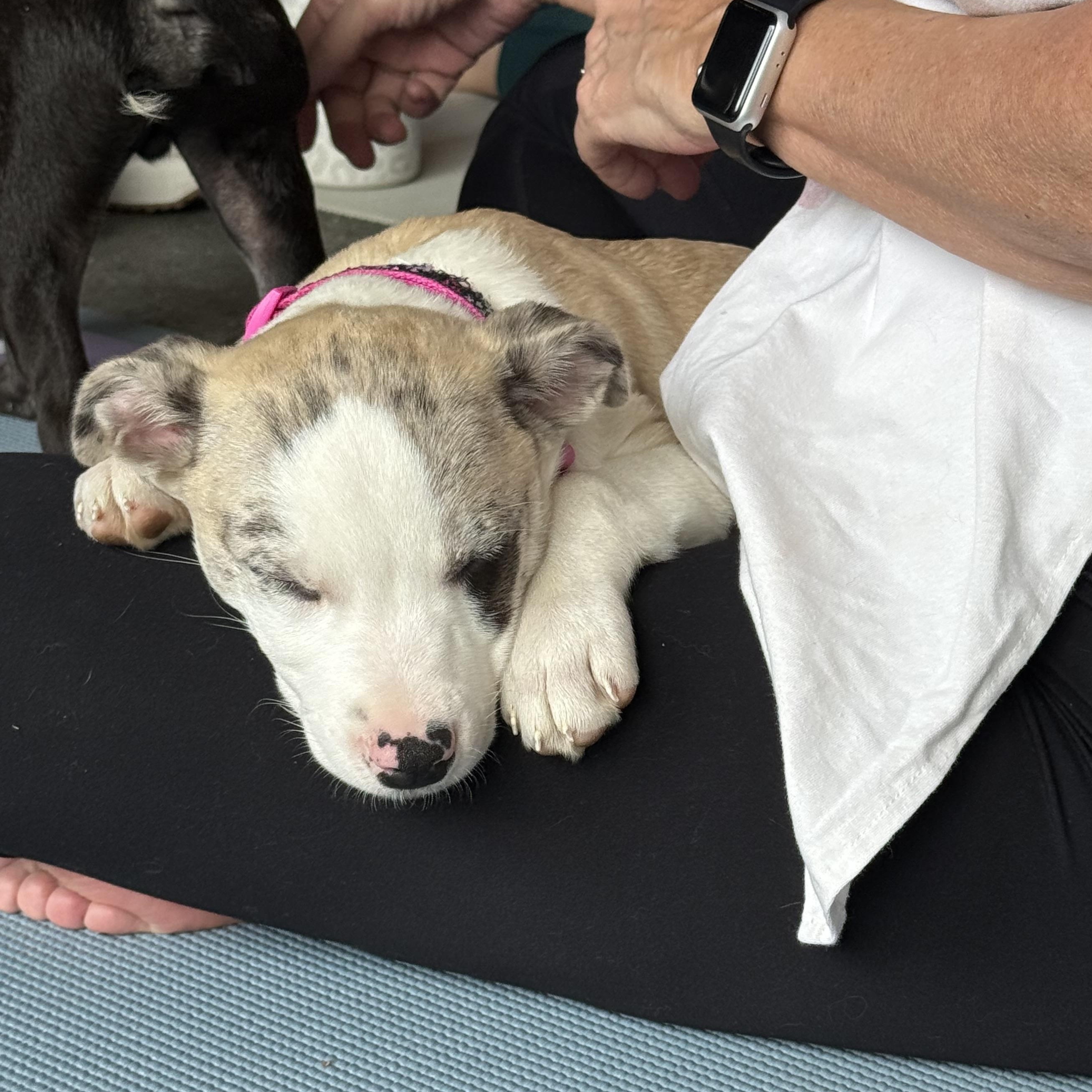 Apache, a ADOPTABLE mixed breed in Spring hill, TN image 6/6