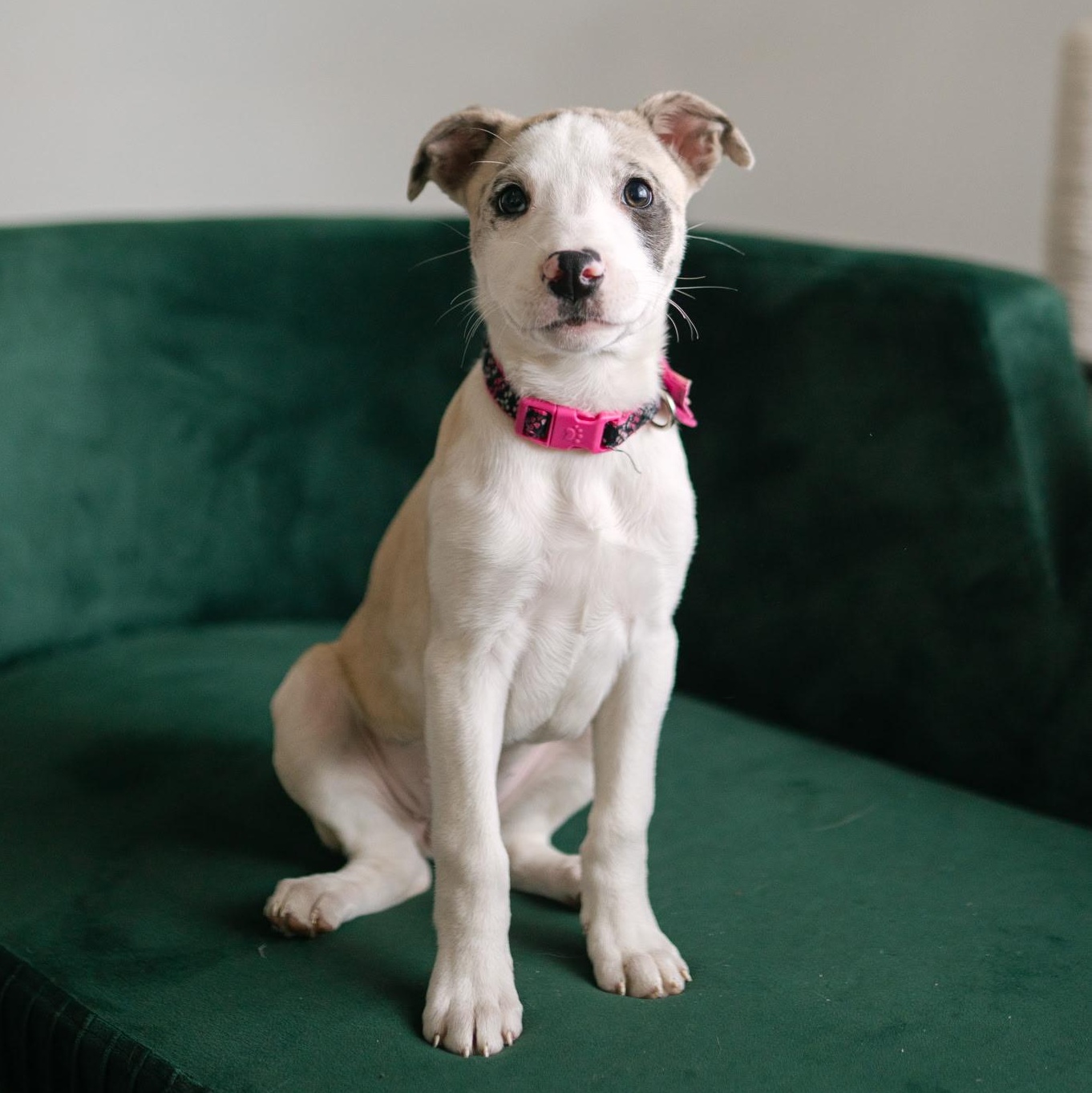 Apache, ADOPTABLE, Puppy Female Labrador Retriever.