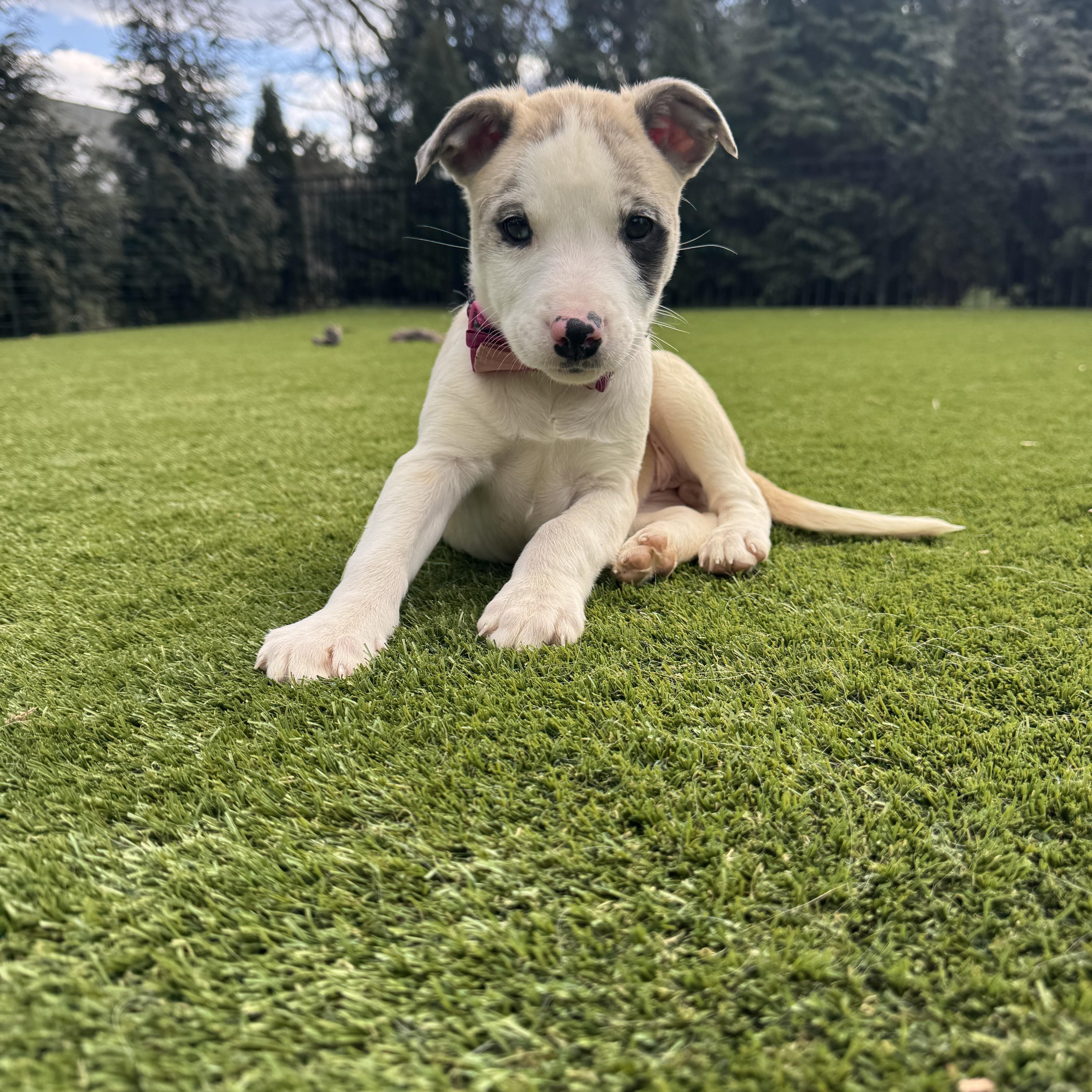 Apache, a ADOPTABLE mixed breed in Spring hill, TN image 4/6