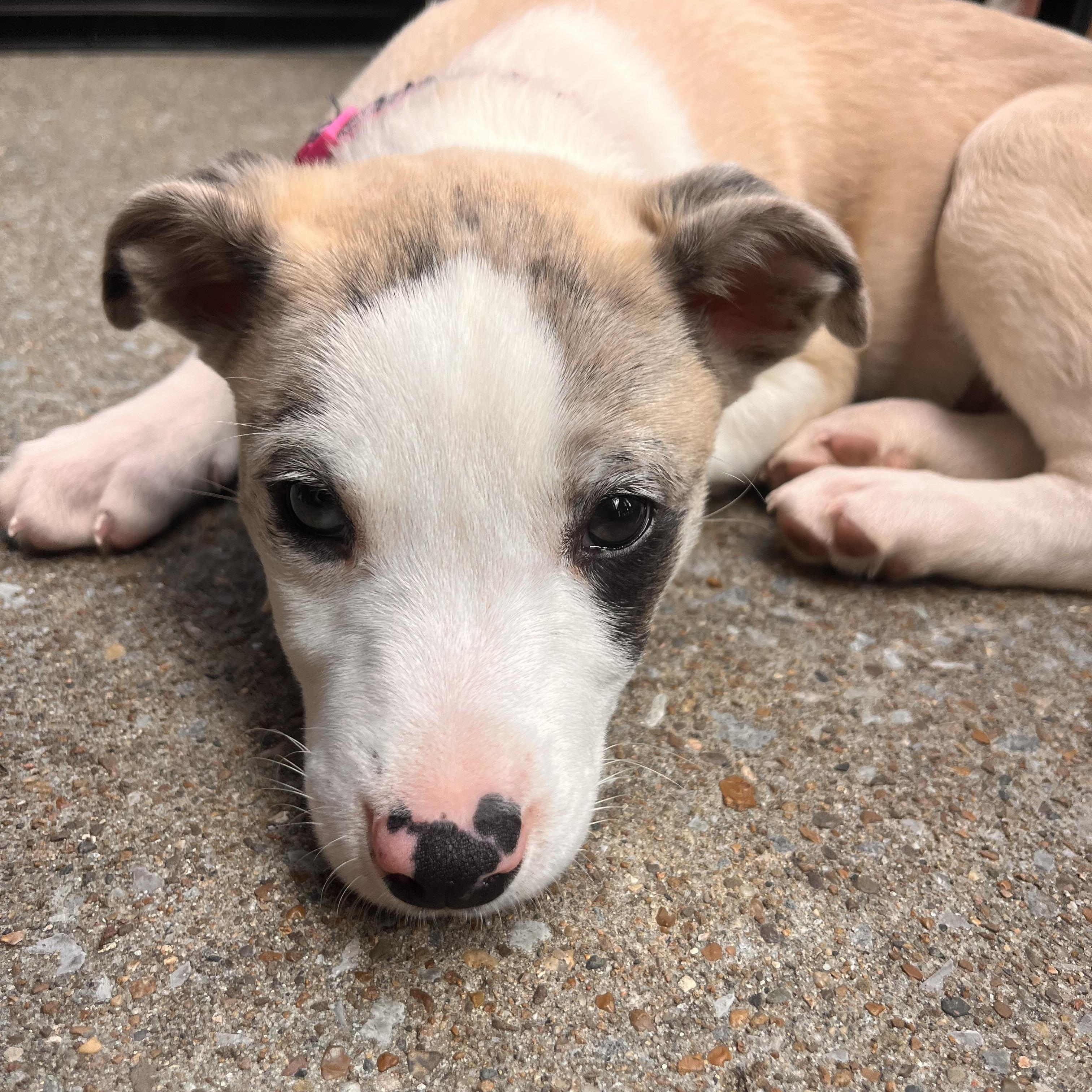 Apache, a ADOPTABLE mixed breed in Spring hill, TN image 3/6