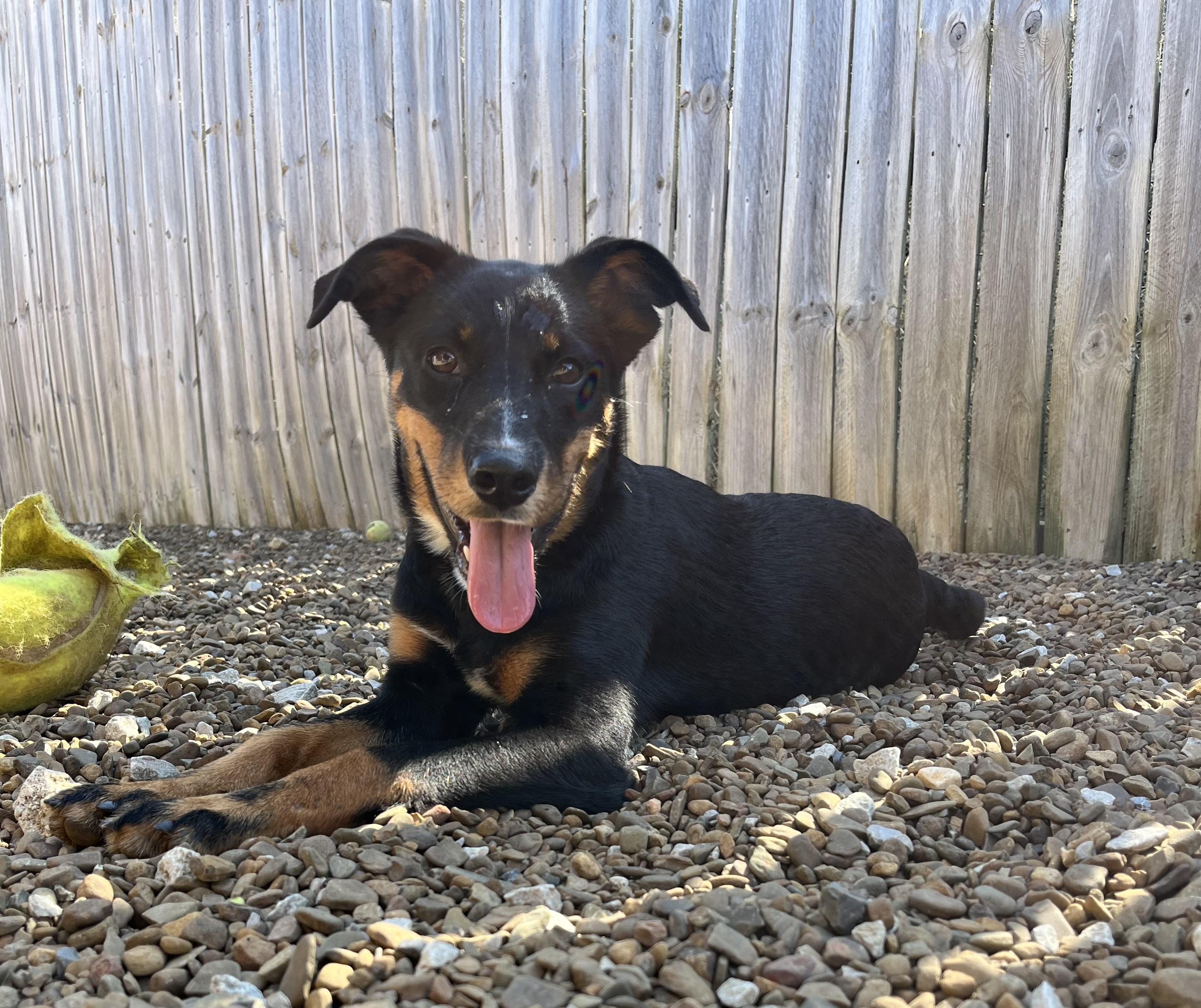 Roxie, Baby Female Terrier
