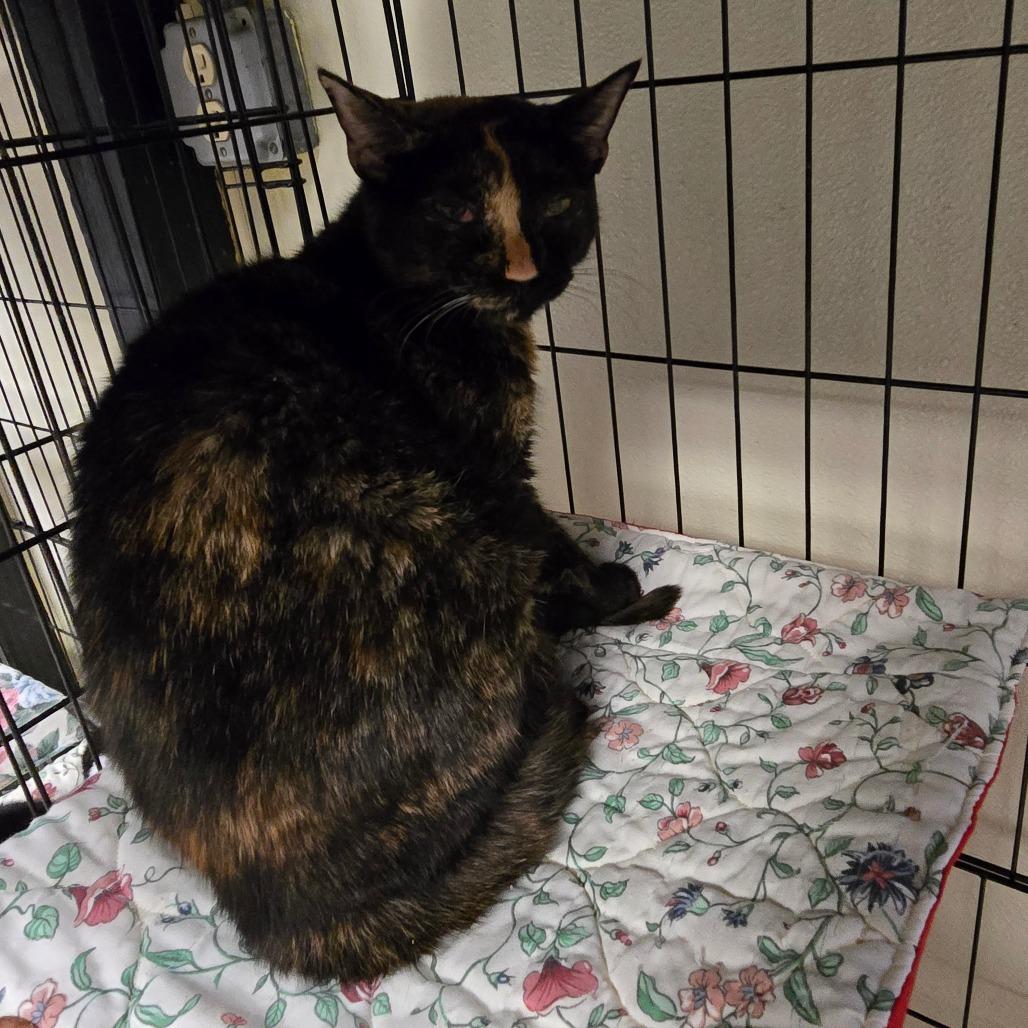 Enlarge Veda, a Adoptable Domestic Short Hair in Pennsville, NJ image 1/1