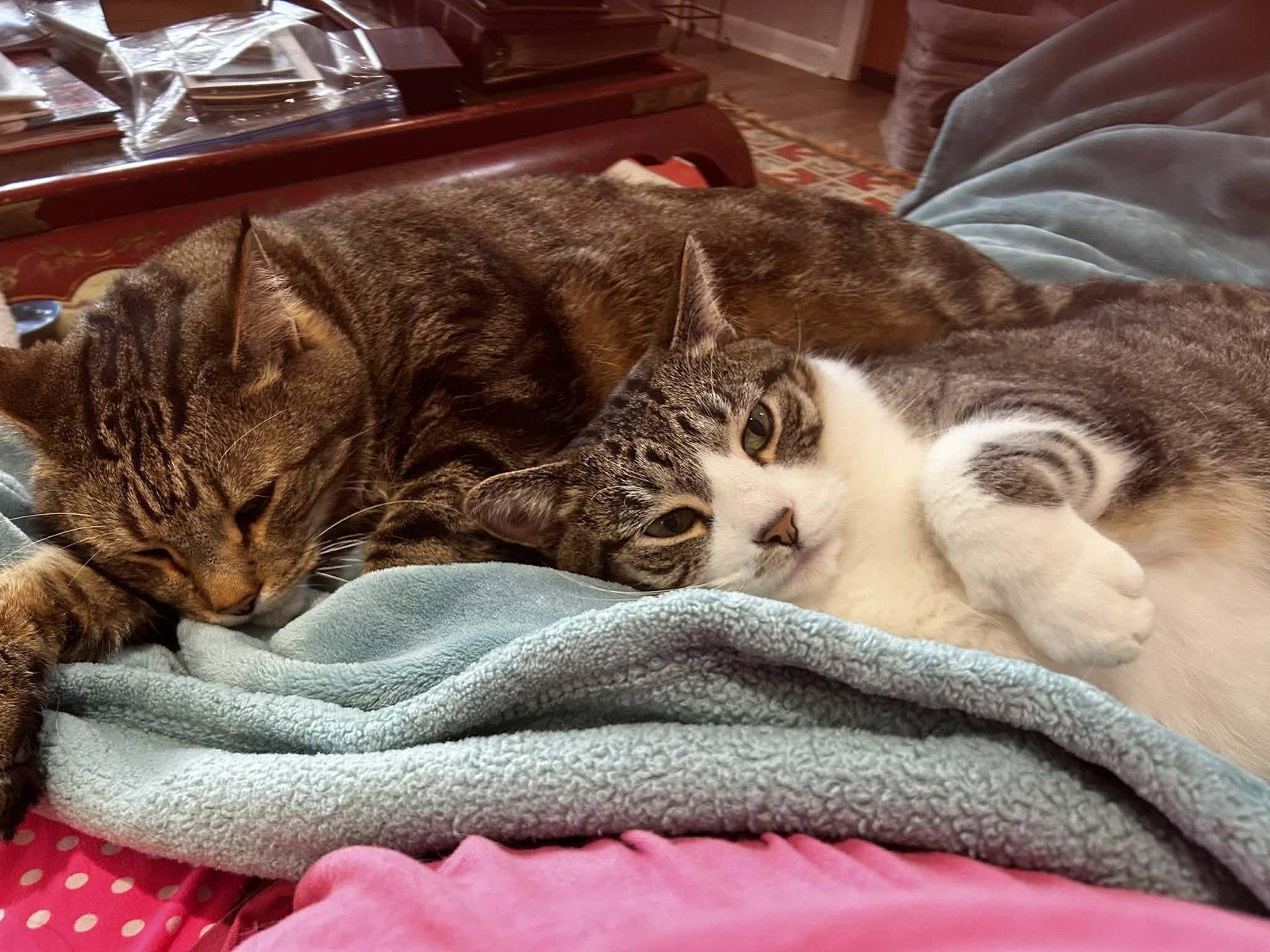 Baby Boy, Adoptable, Adult Male Tabby & Tuxedo.