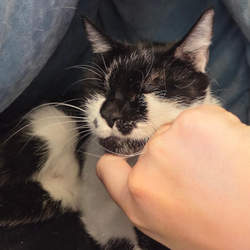 Sadie, Adoptable, Young Female Domestic Short Hair.