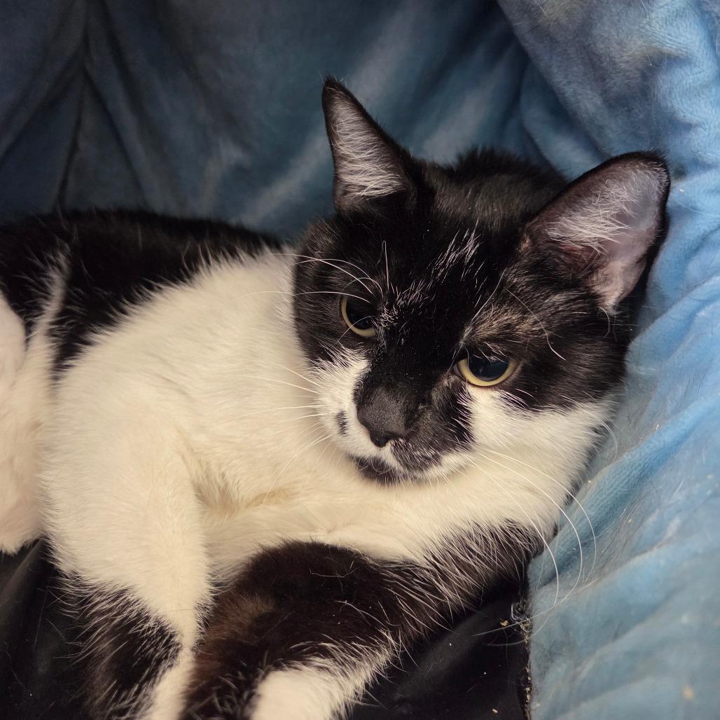 Sadie, a Adoptable Domestic Short Hair in Spokane, WA image 2/5