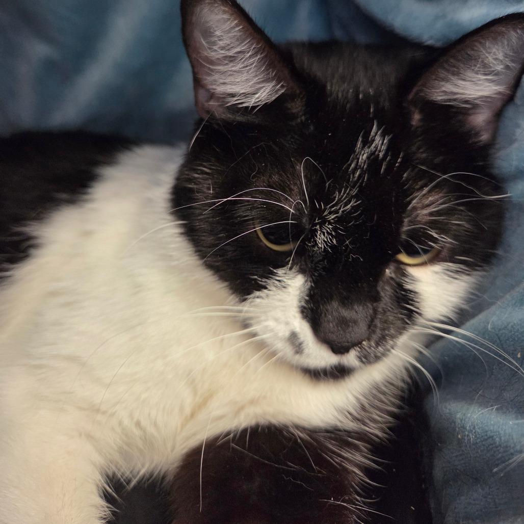 Sadie, a Adoptable Domestic Short Hair in Spokane, WA image 3/5