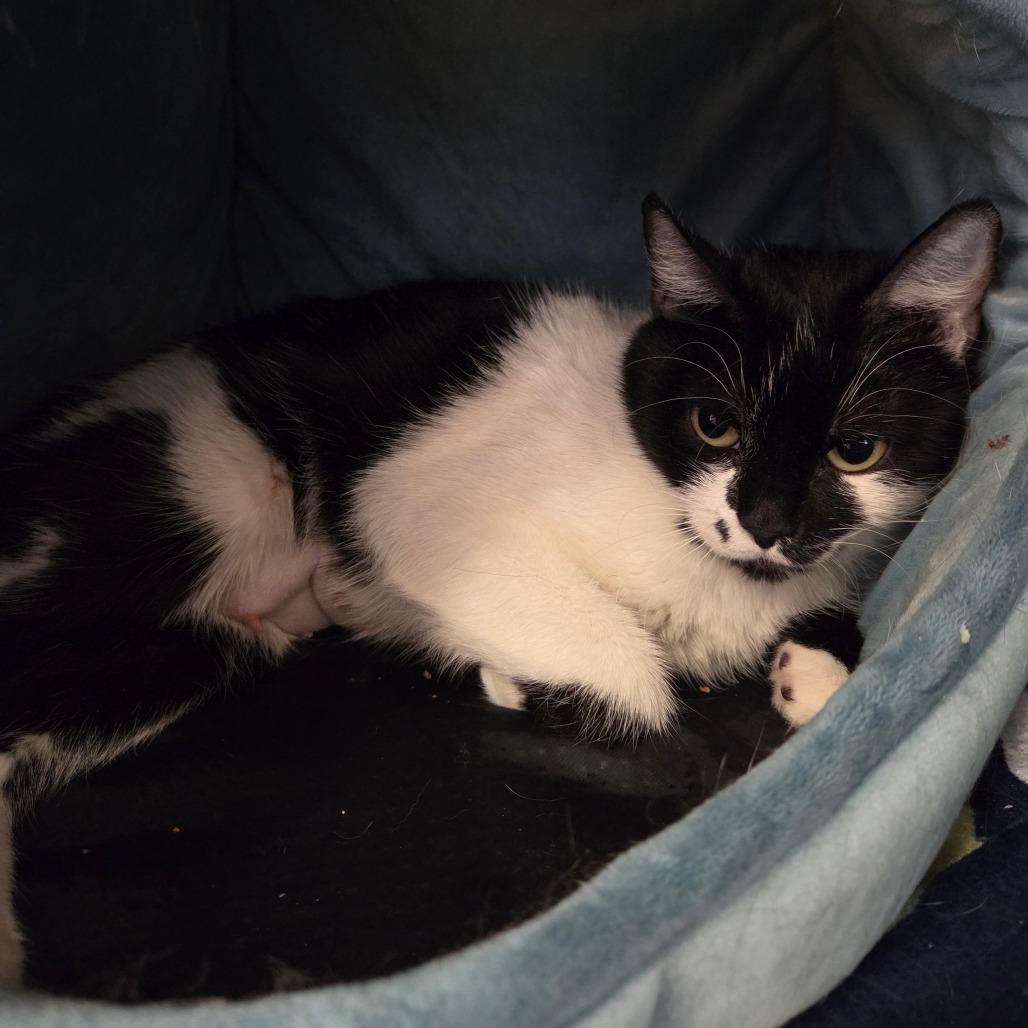 Sadie, a Adoptable Domestic Short Hair in Spokane, WA image 5/5