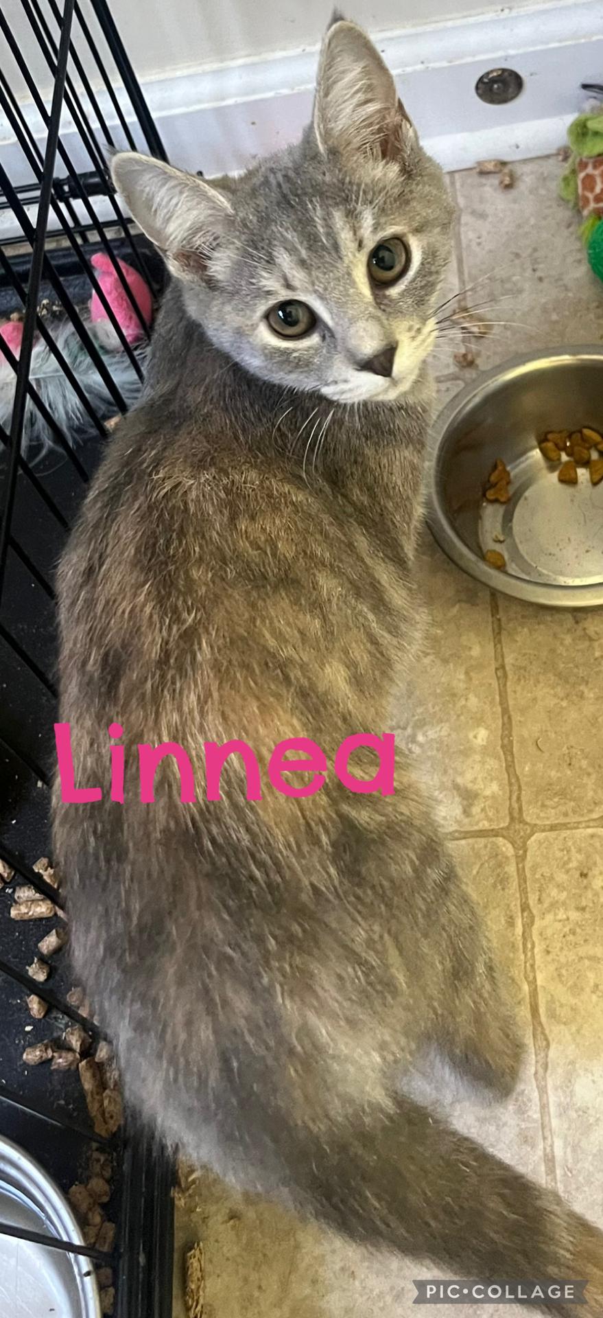 Enlarge Linnea, a Adoptable Domestic Short Hair in Richmond, VA image 1/1