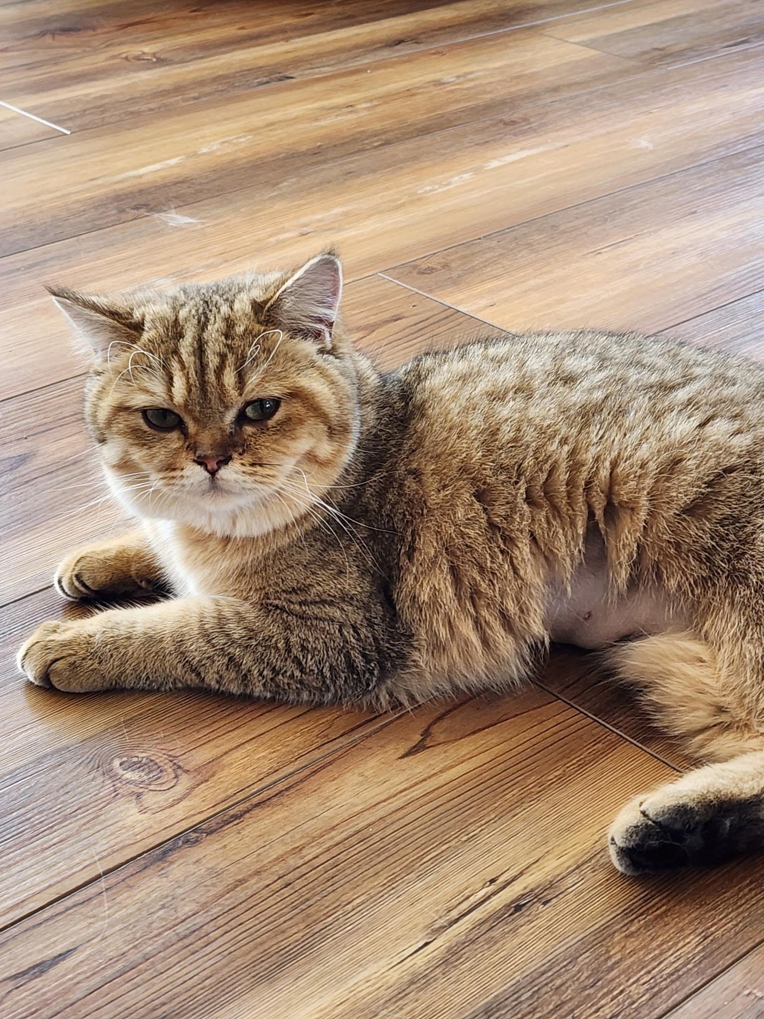 Gopher, a ADOPTABLE British Shorthair in Huntley, IL image 2/3