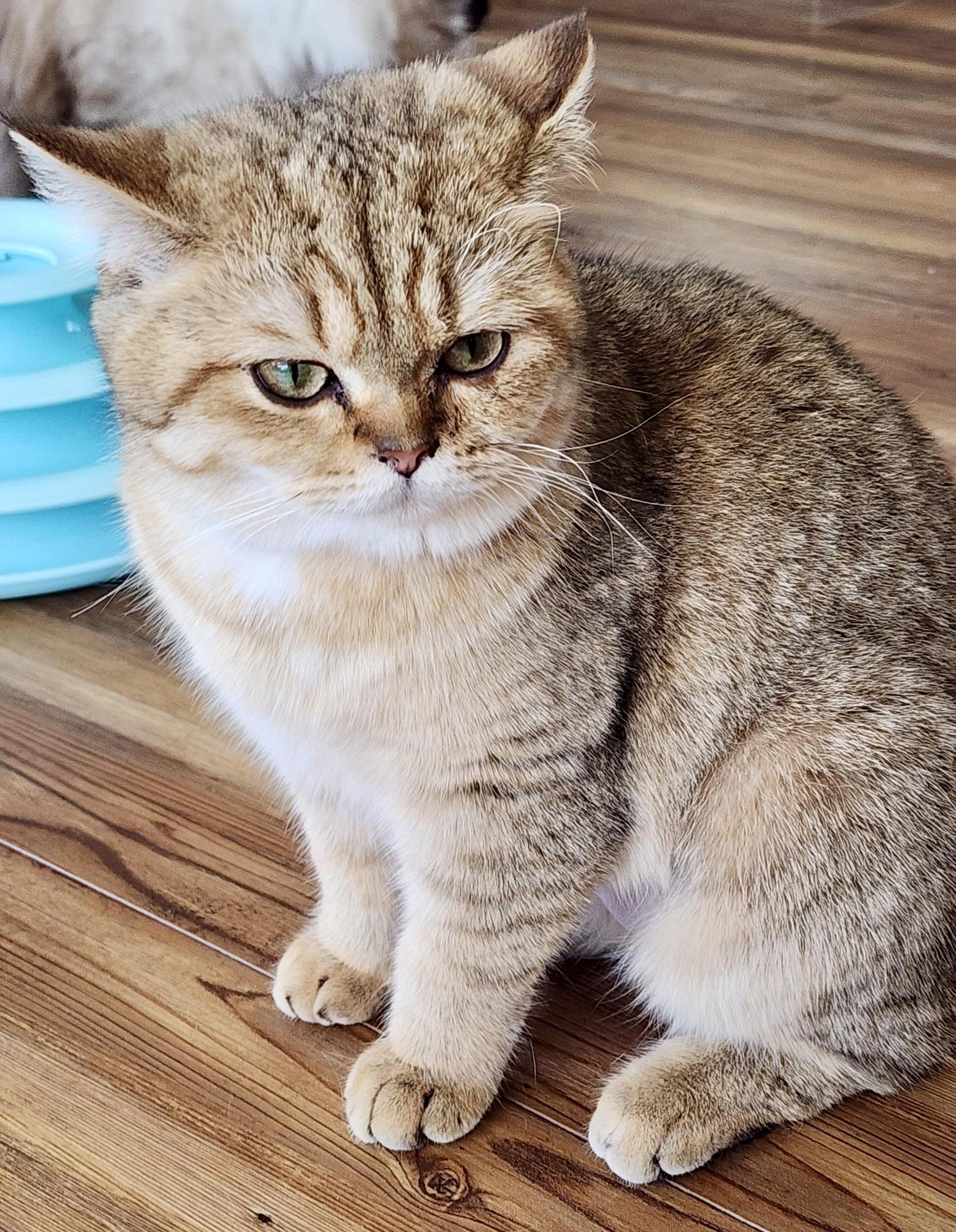 Gopher, a ADOPTABLE British Shorthair in Huntley, IL image 3/3