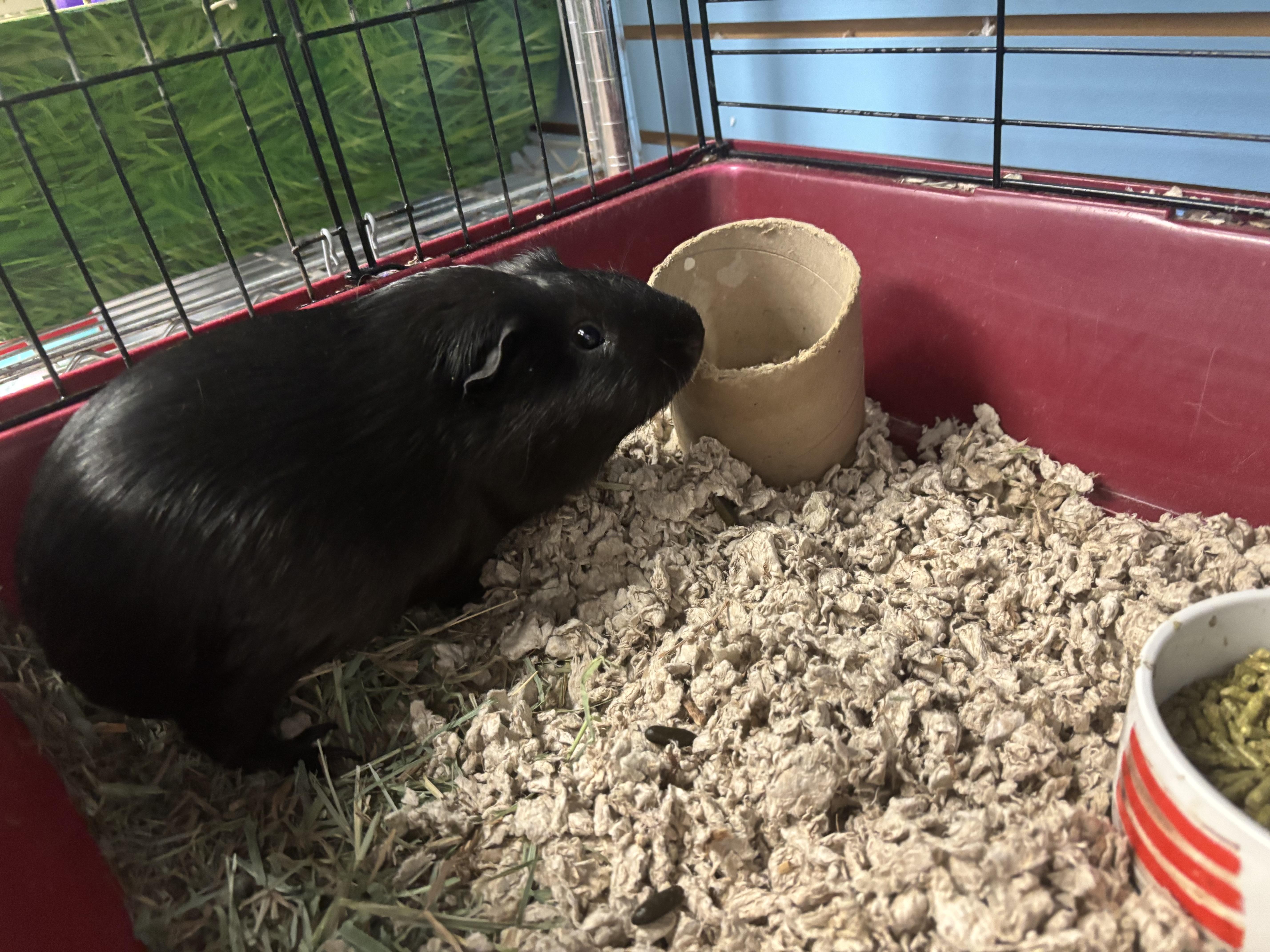 Hulk, ADOPTABLE, Baby Male Guinea Pig.