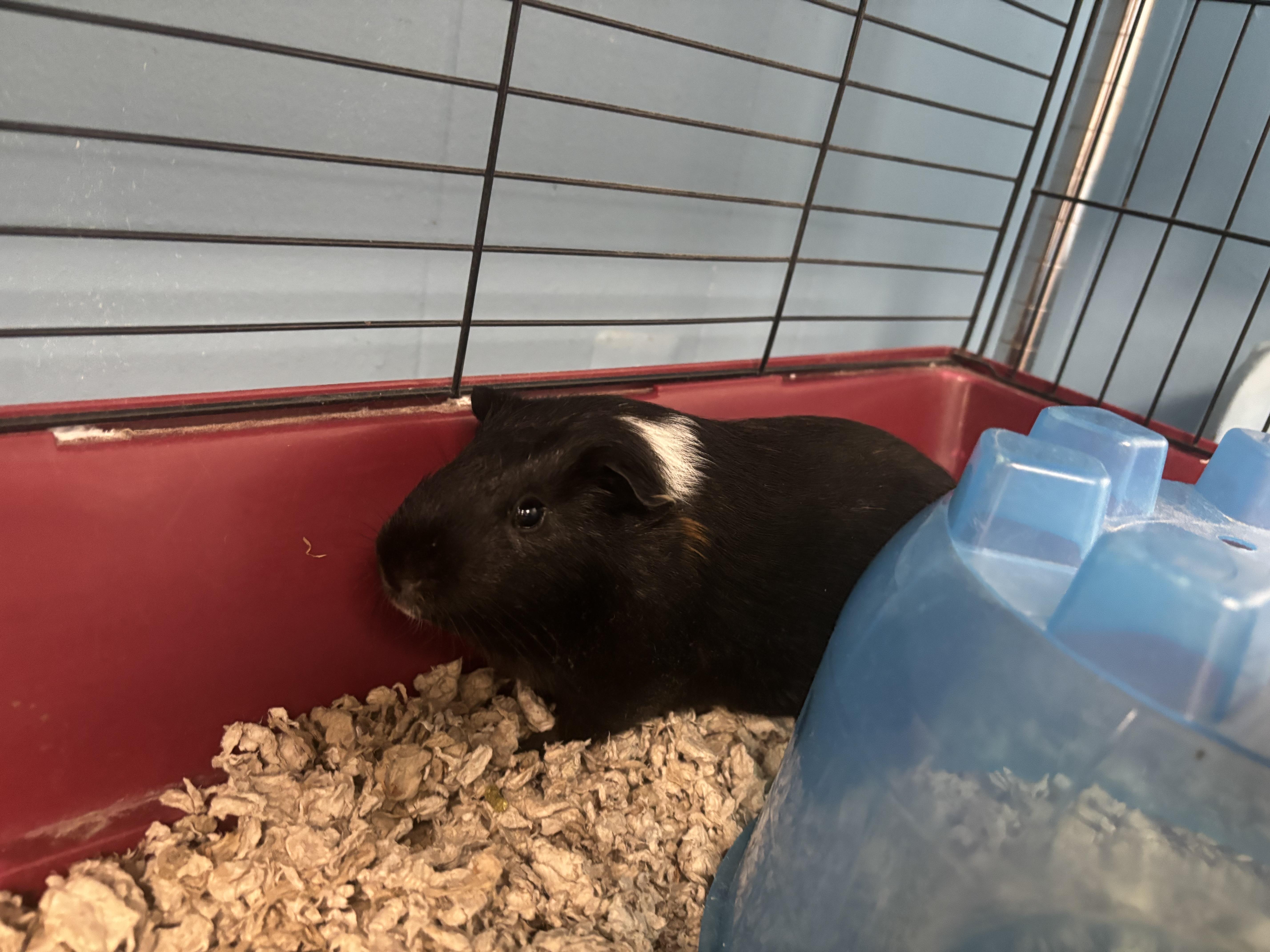 Enlarge Hulk, a ADOPTABLE Guinea Pig in Lyndhurst, NJ image 2/2