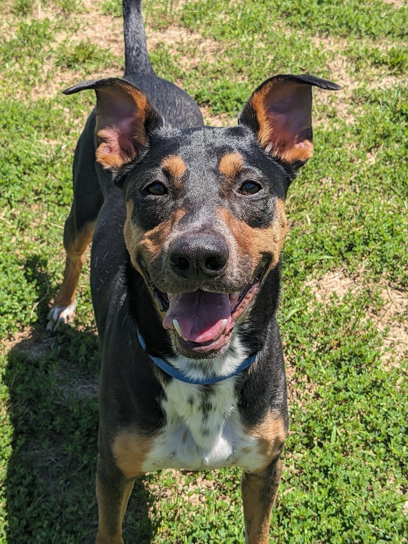 Levi (ID 35777), a ADOPTABLE mixed breed in Manassas, VA image 2/4