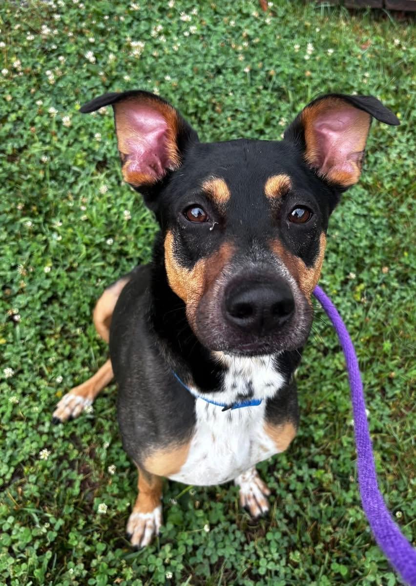 Levi (ID 35777), a ADOPTABLE mixed breed in Manassas, VA image 4/4