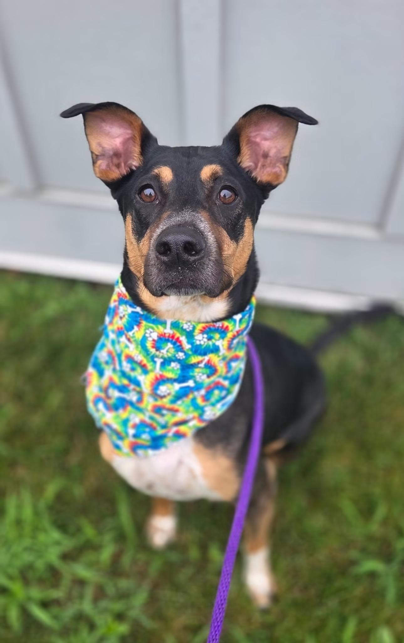 Levi (ID 35777), ADOPTABLE, Adult Male Doberman Pinscher.