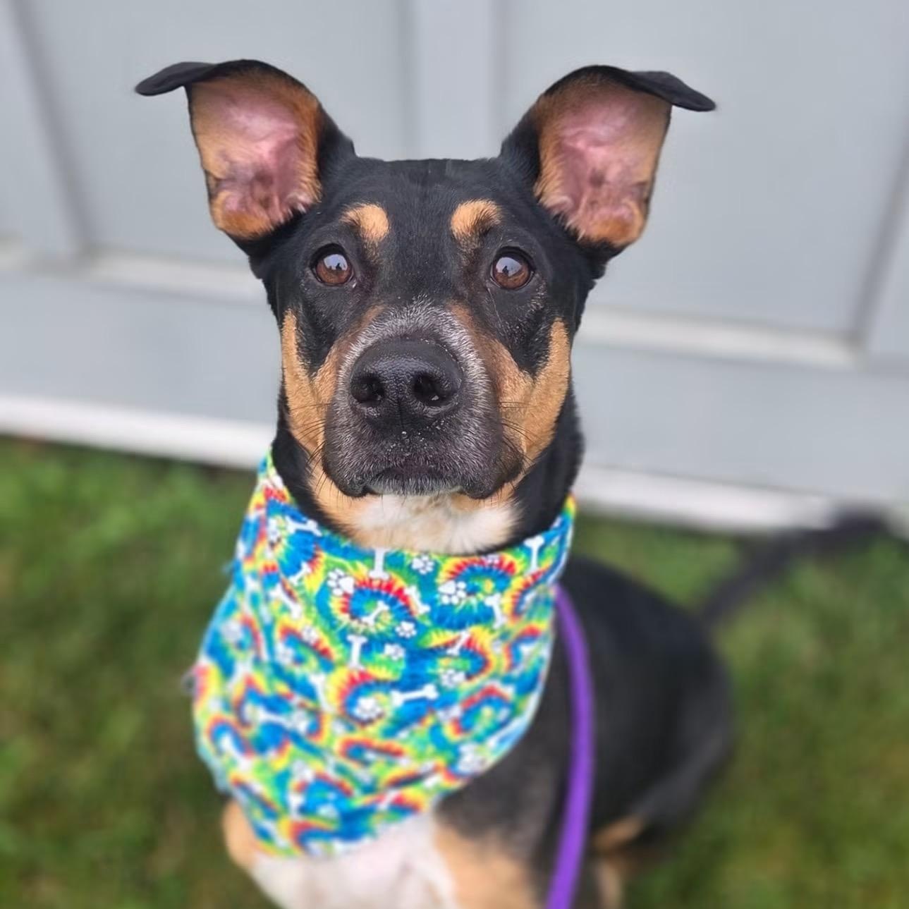 Levi (ID 35777), a ADOPTABLE mixed breed in Manassas, VA image 1/4