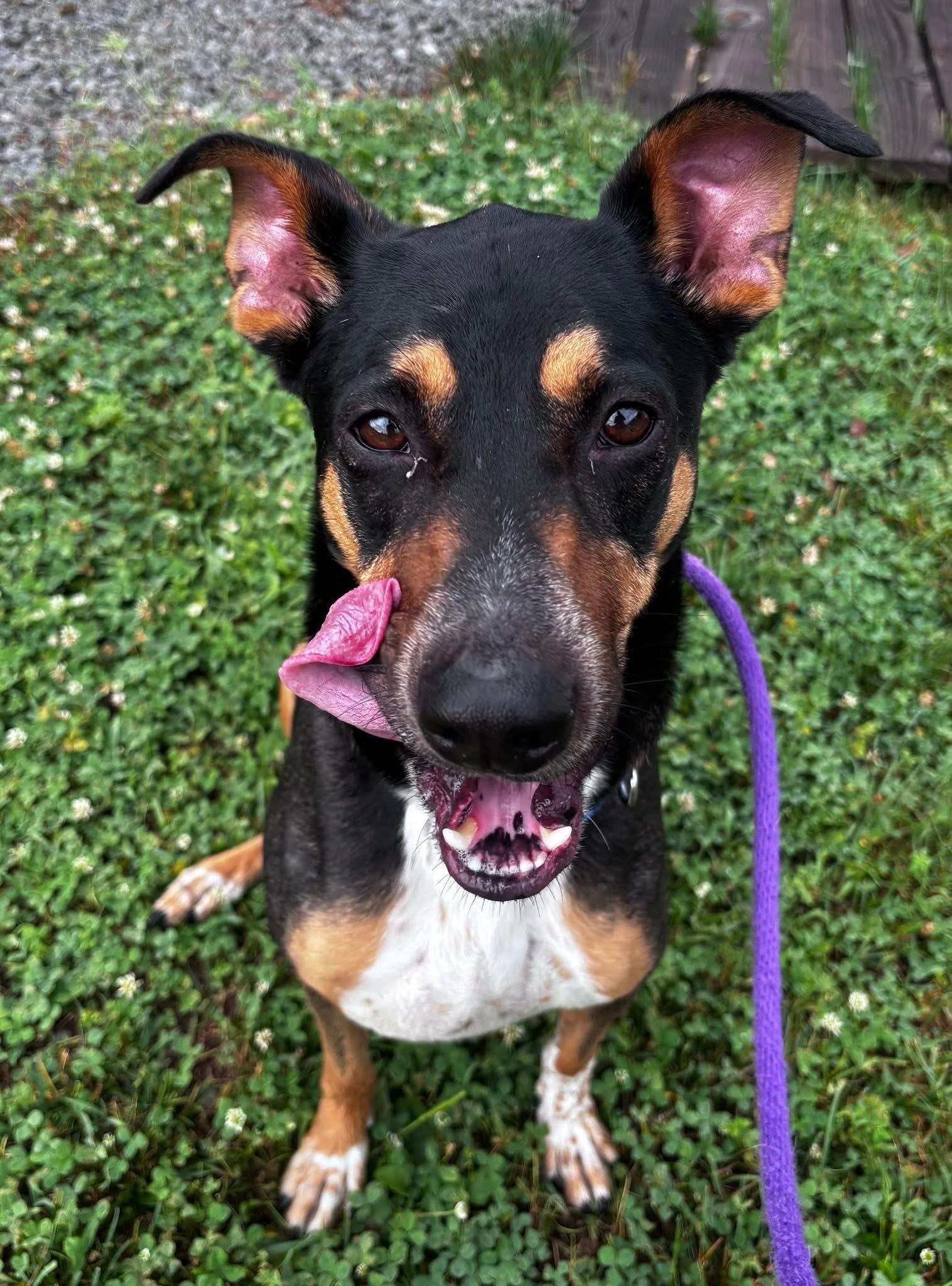 Levi (ID 35777), a ADOPTABLE mixed breed in Manassas, VA image 3/4