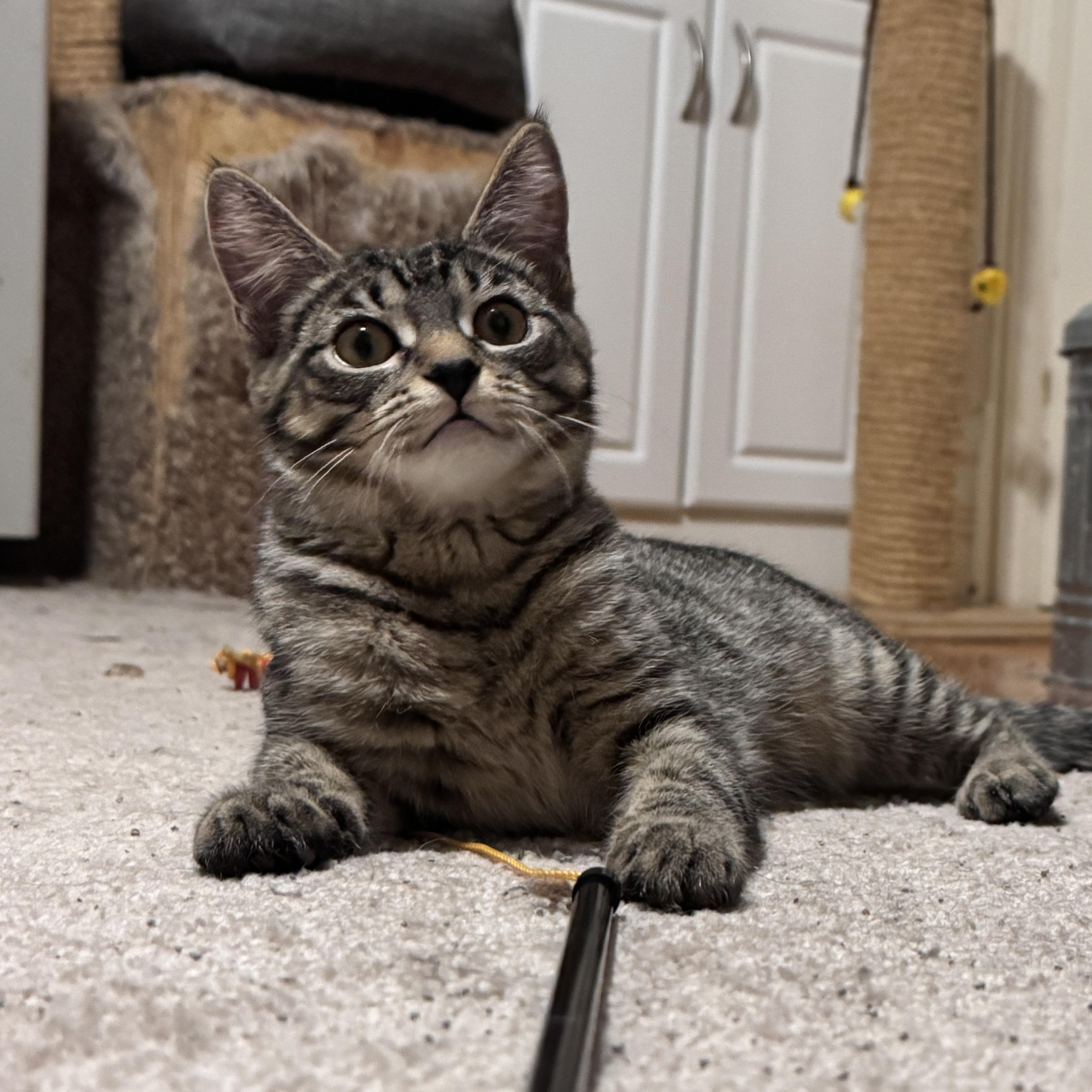 Scratt photo