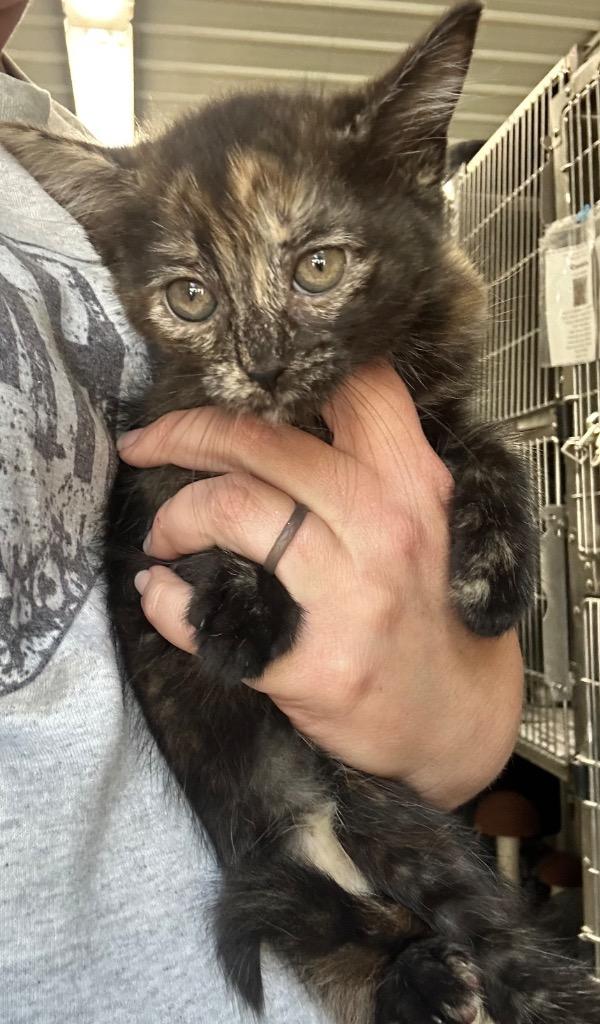 Enlarge Trixie, a Adoptable mixed breed in Hillsdale, IN image 1/1