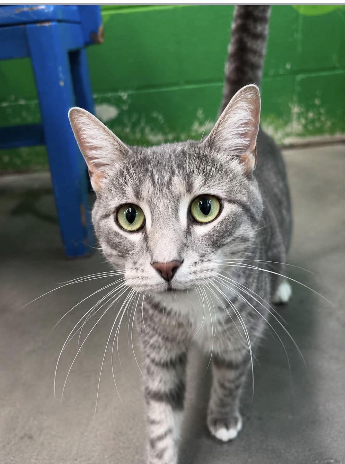 Church, Adoptable, Adult Female Domestic Short Hair.