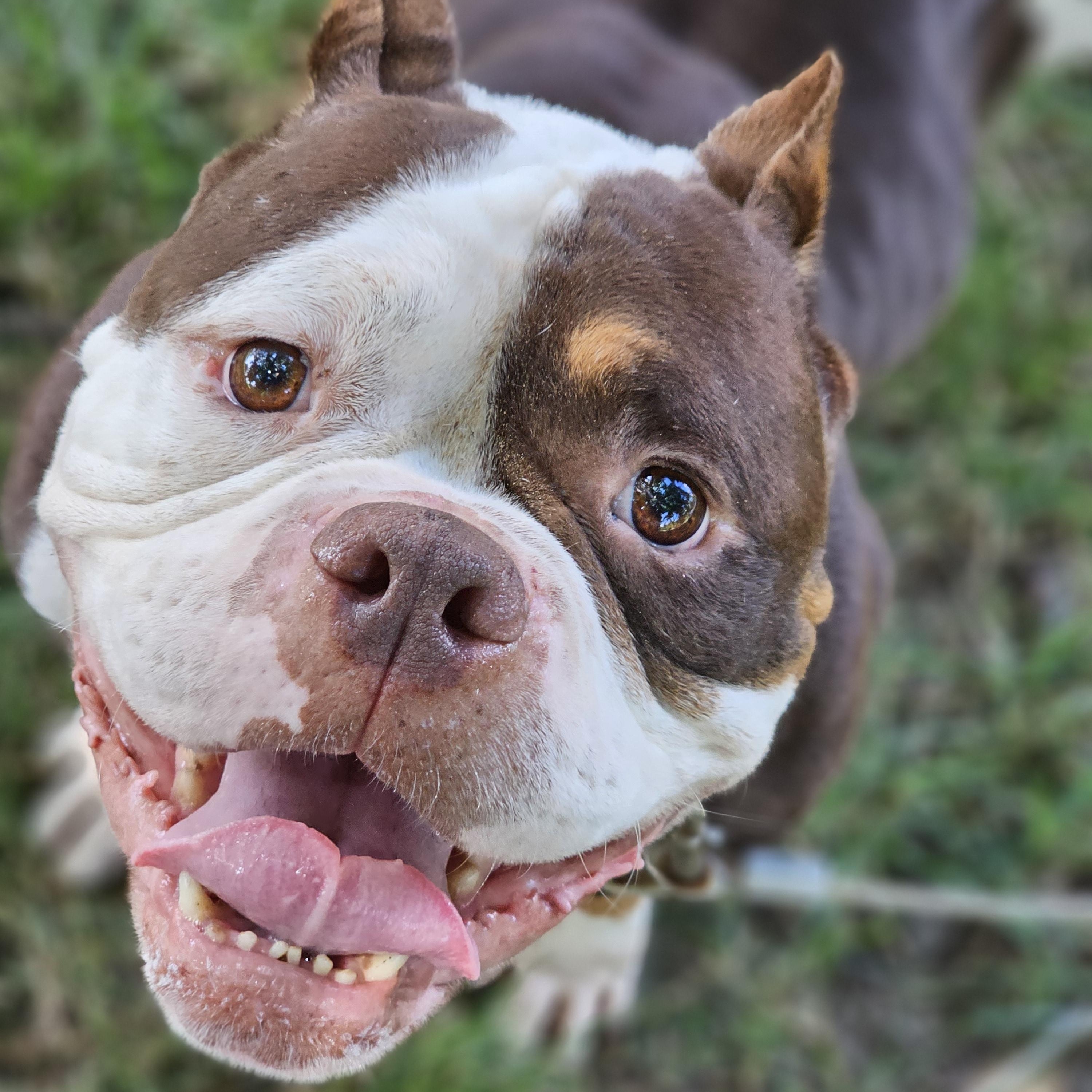 Mondo Springfield, a Adoptable mixed breed in Springfield , IL image 3/6