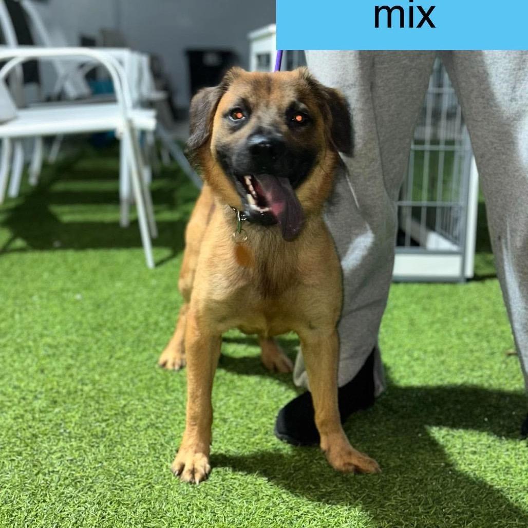 Enlarge Impulse, a Adoptable mixed breed in Tampa, FL image 1/1