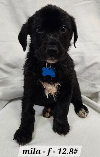 Enlarge Mila, a Adoptable mixed breed in Hillside, IL image 1/3