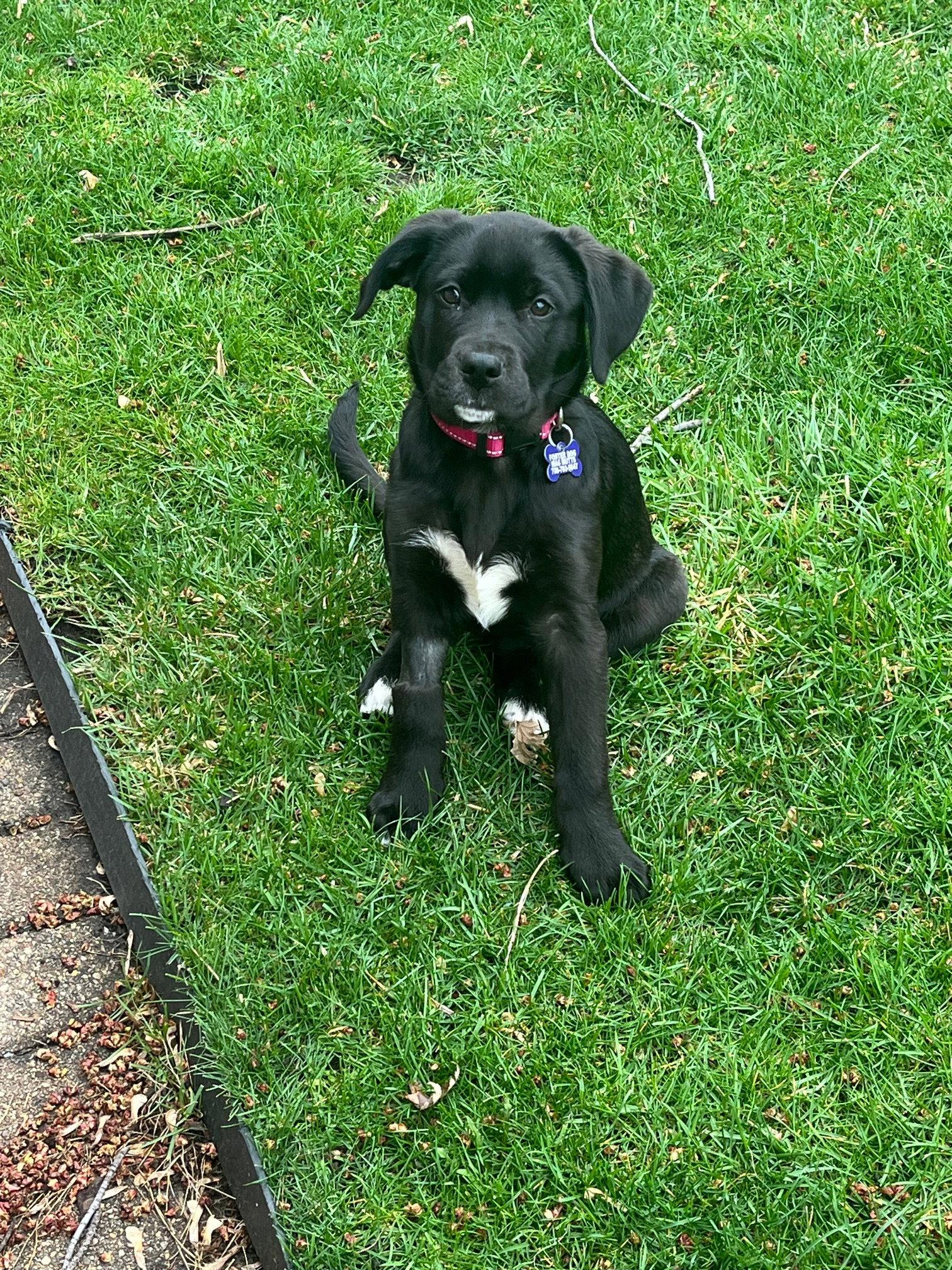 Enlarge Mila, a Adoptable mixed breed in Hillside, IL image 3/3