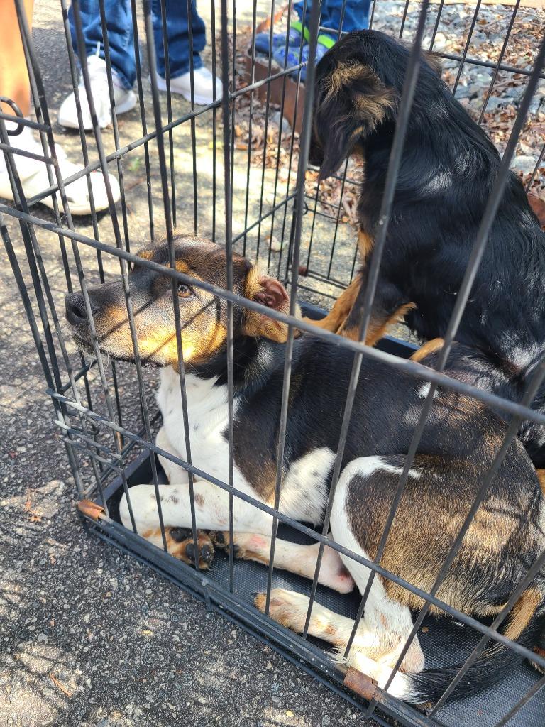 D1818-25, Adoptable, Young Male Mixed Breed.