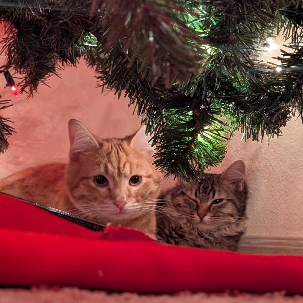 Dottie, Adoptable, Kitten Female Domestic Long Hair.