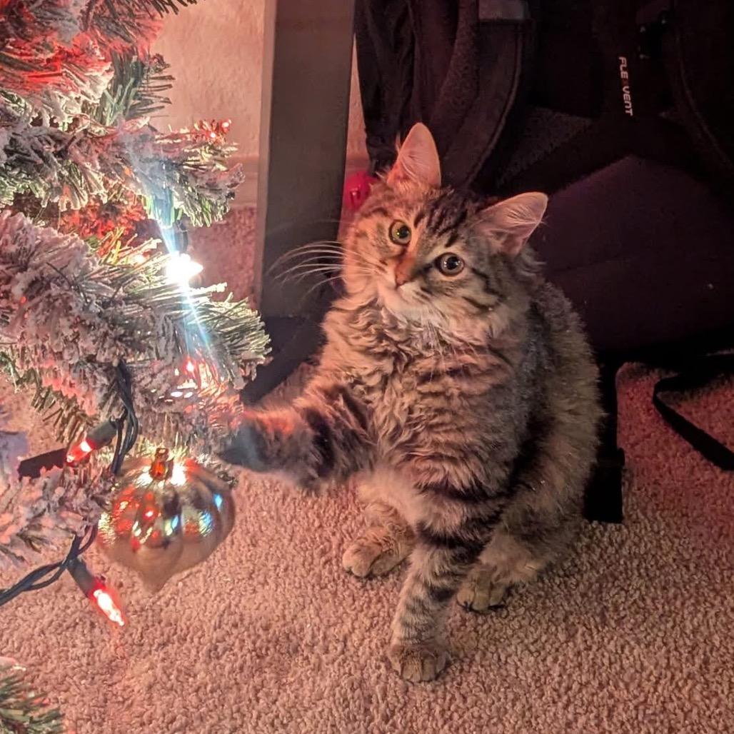Enlarge Dottie, a Adoptable Domestic Long Hair in Columbia, MO image 2/4