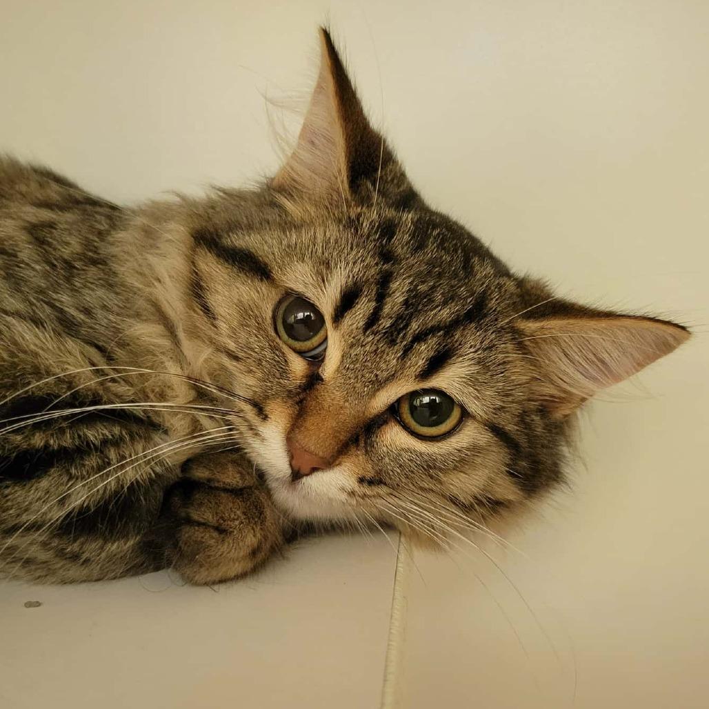 Enlarge Dottie, a Adoptable Domestic Long Hair in Columbia, MO image 3/4