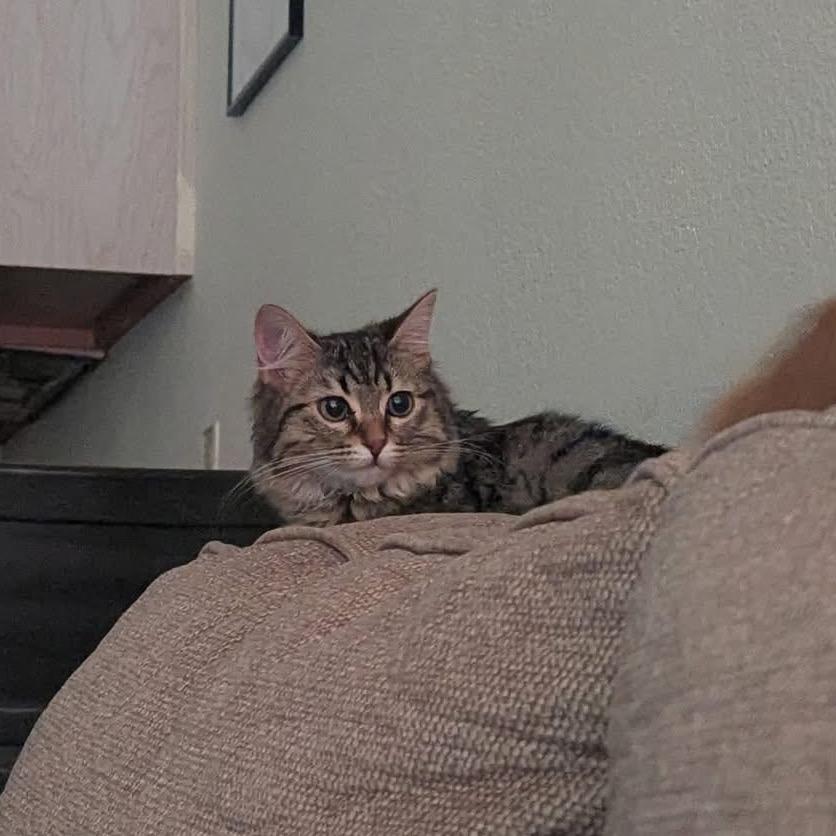 Enlarge Dottie, a Adoptable Domestic Long Hair in Columbia, MO image 4/4