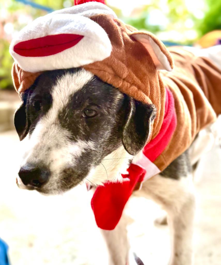 Enlarge Sam, a Adoptable mixed breed in Effingham, IL image 2/5