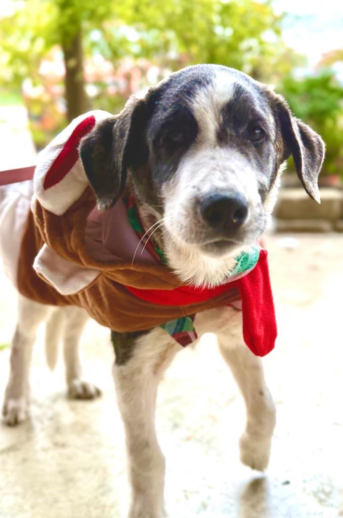 Enlarge Sam, a Adoptable mixed breed in Effingham, IL image 3/5