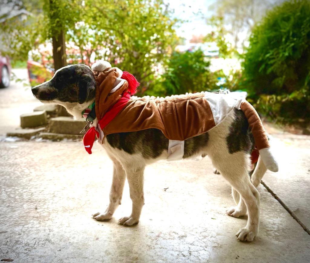 Enlarge Sam, a Adoptable mixed breed in Effingham, IL image 4/5