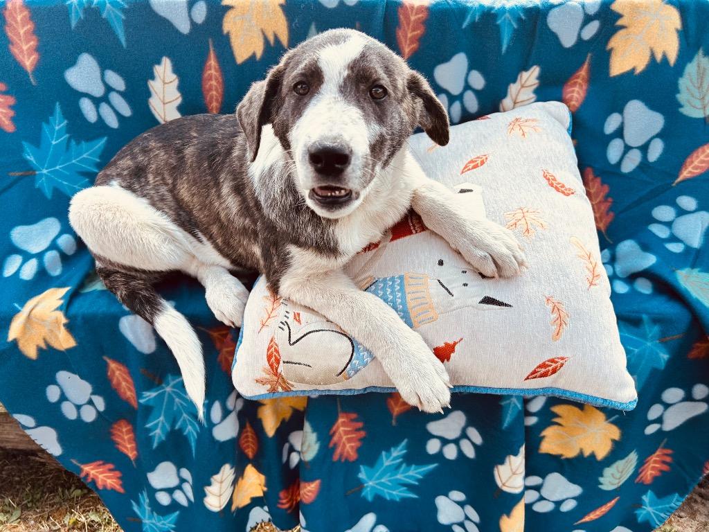 Enlarge Sam, a Adoptable mixed breed in Effingham, IL image 5/5