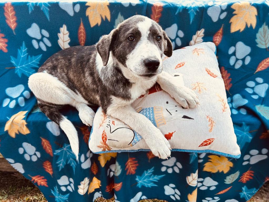 Sam, a Adoptable mixed breed in Effingham, IL image 4/5