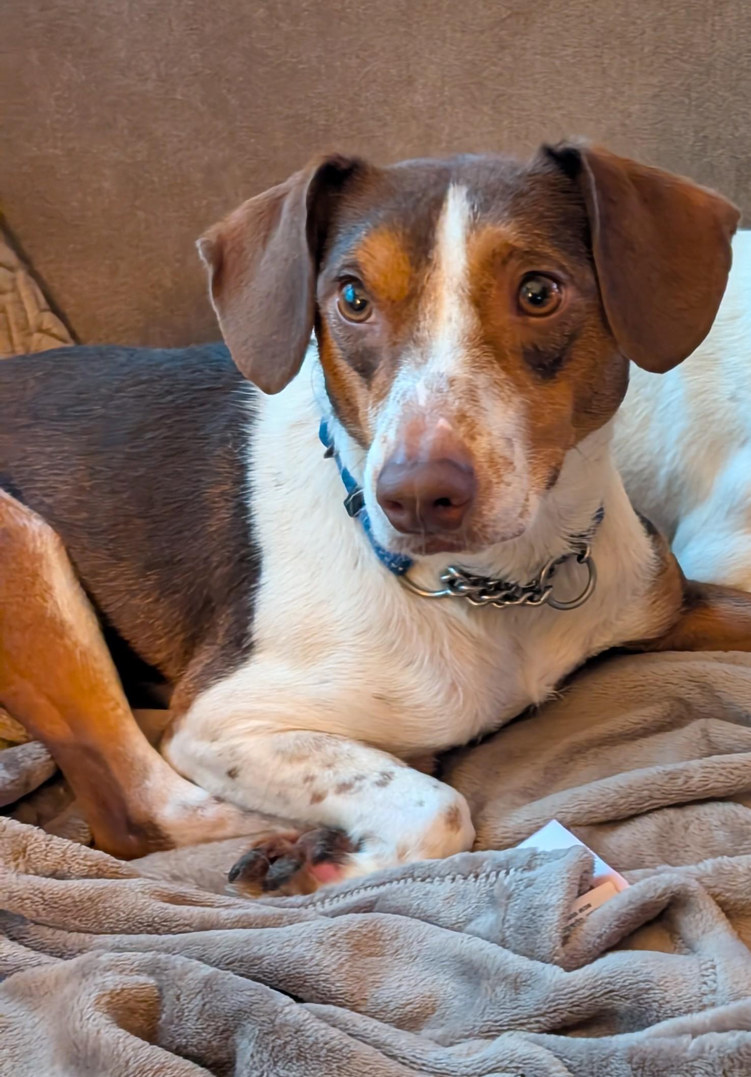 Minnie, a Adoptable mixed breed in Homer Glen, IL image 1/5