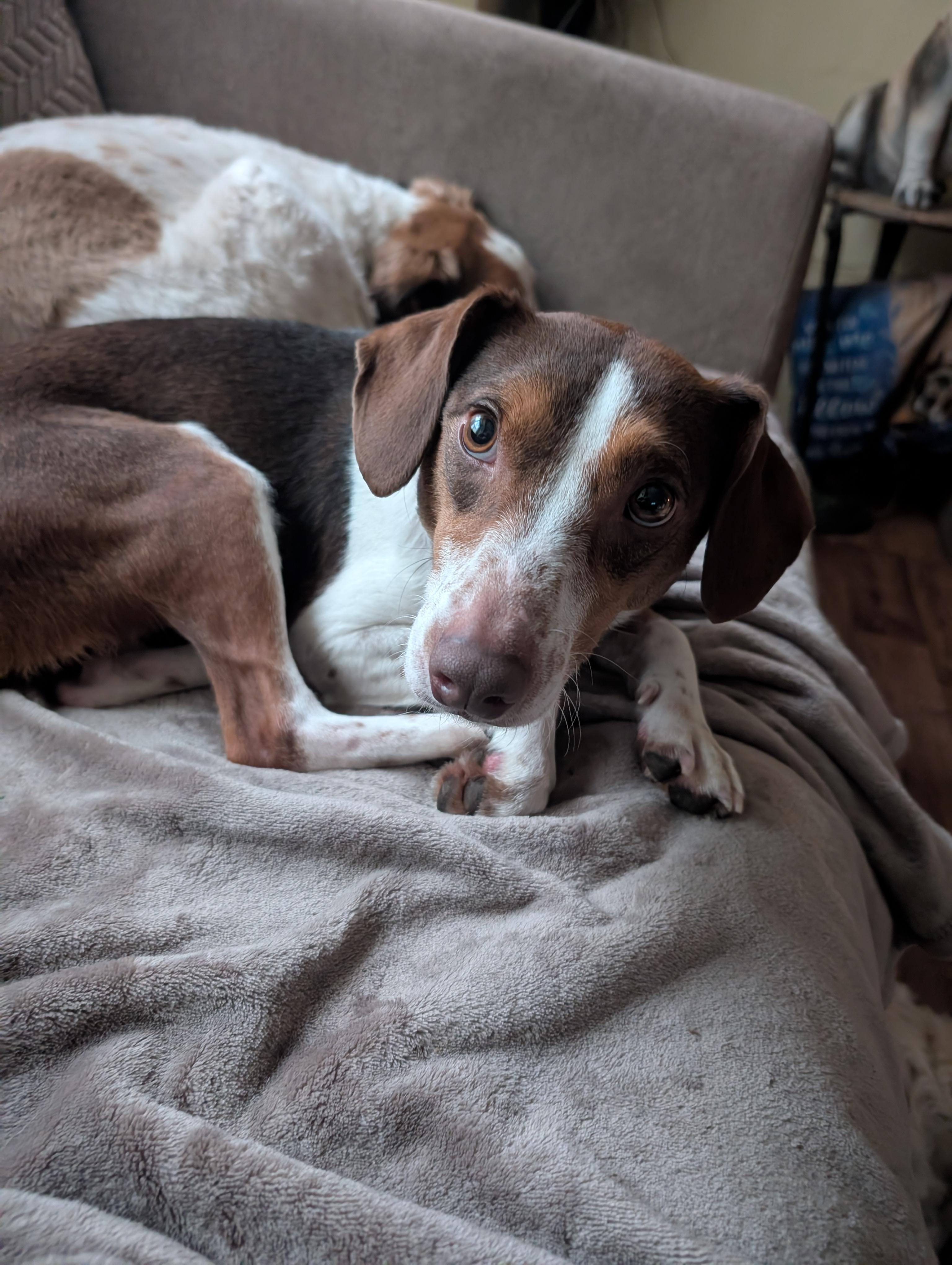 Minnie, a Adoptable mixed breed in Homer Glen, IL image 4/5