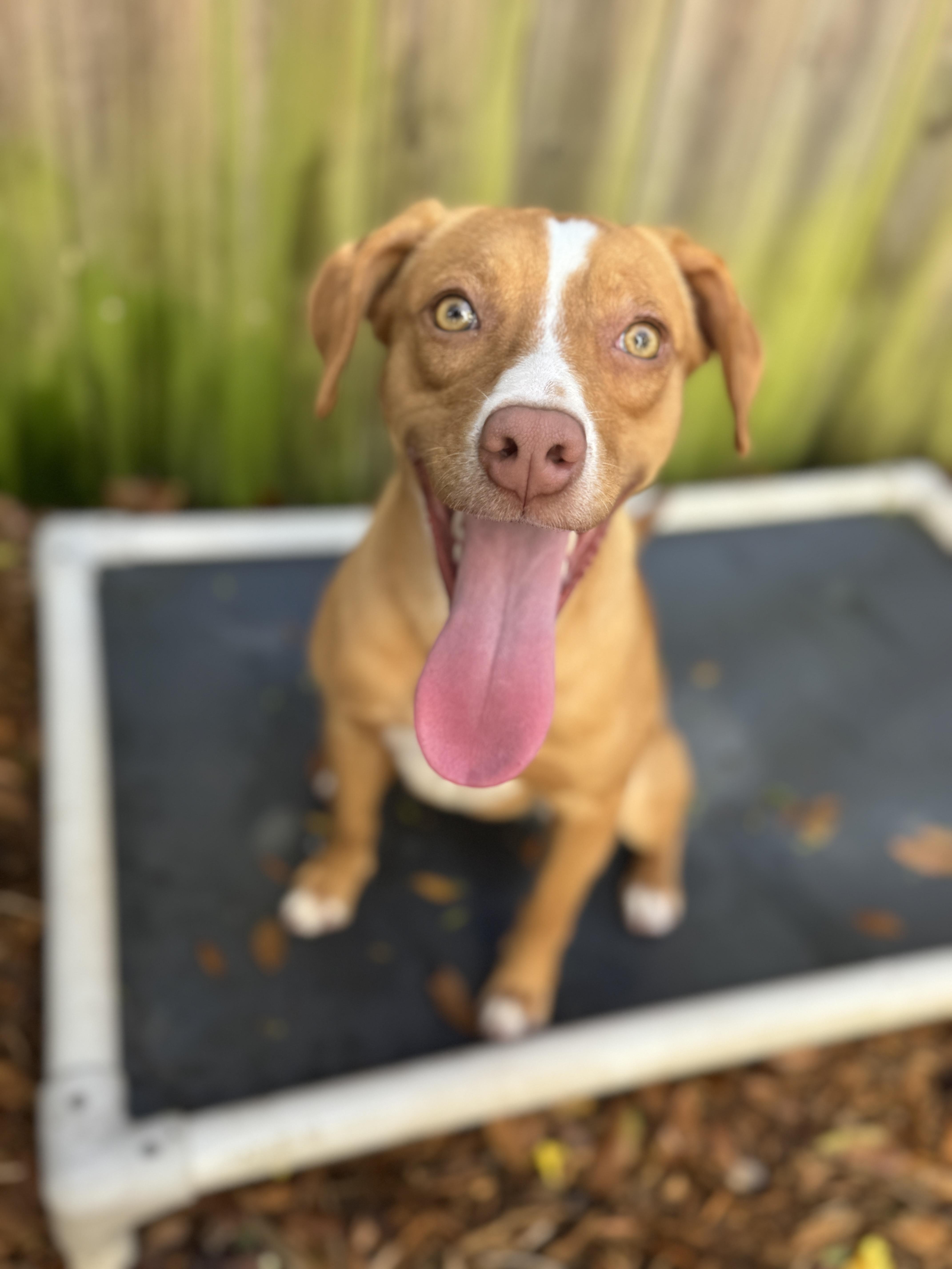 Enlarge Tessie , a ADOPTABLE mixed breed in Navarre, FL image 3/6