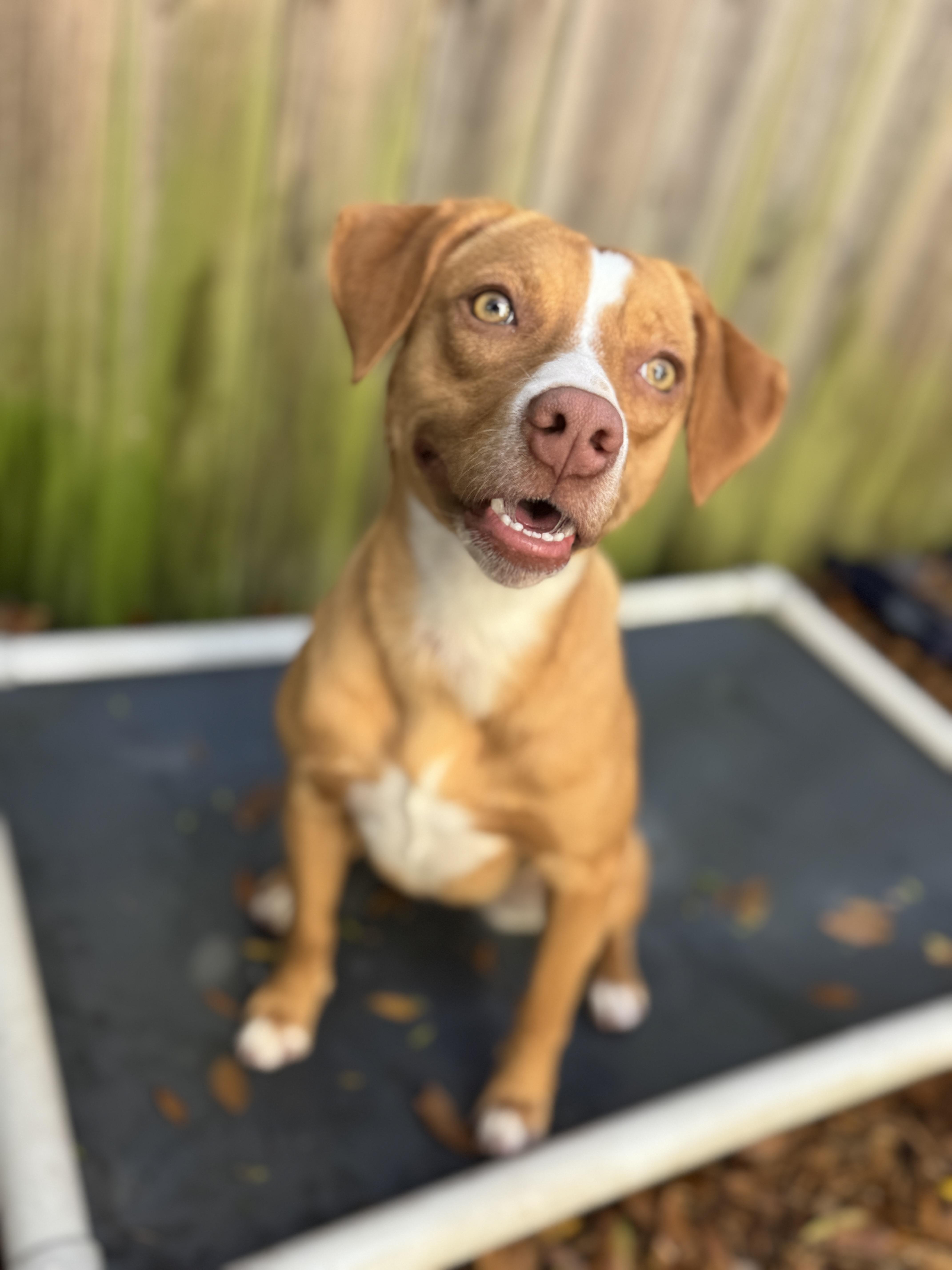 Enlarge Tessie , a ADOPTABLE mixed breed in Navarre, FL image 5/6