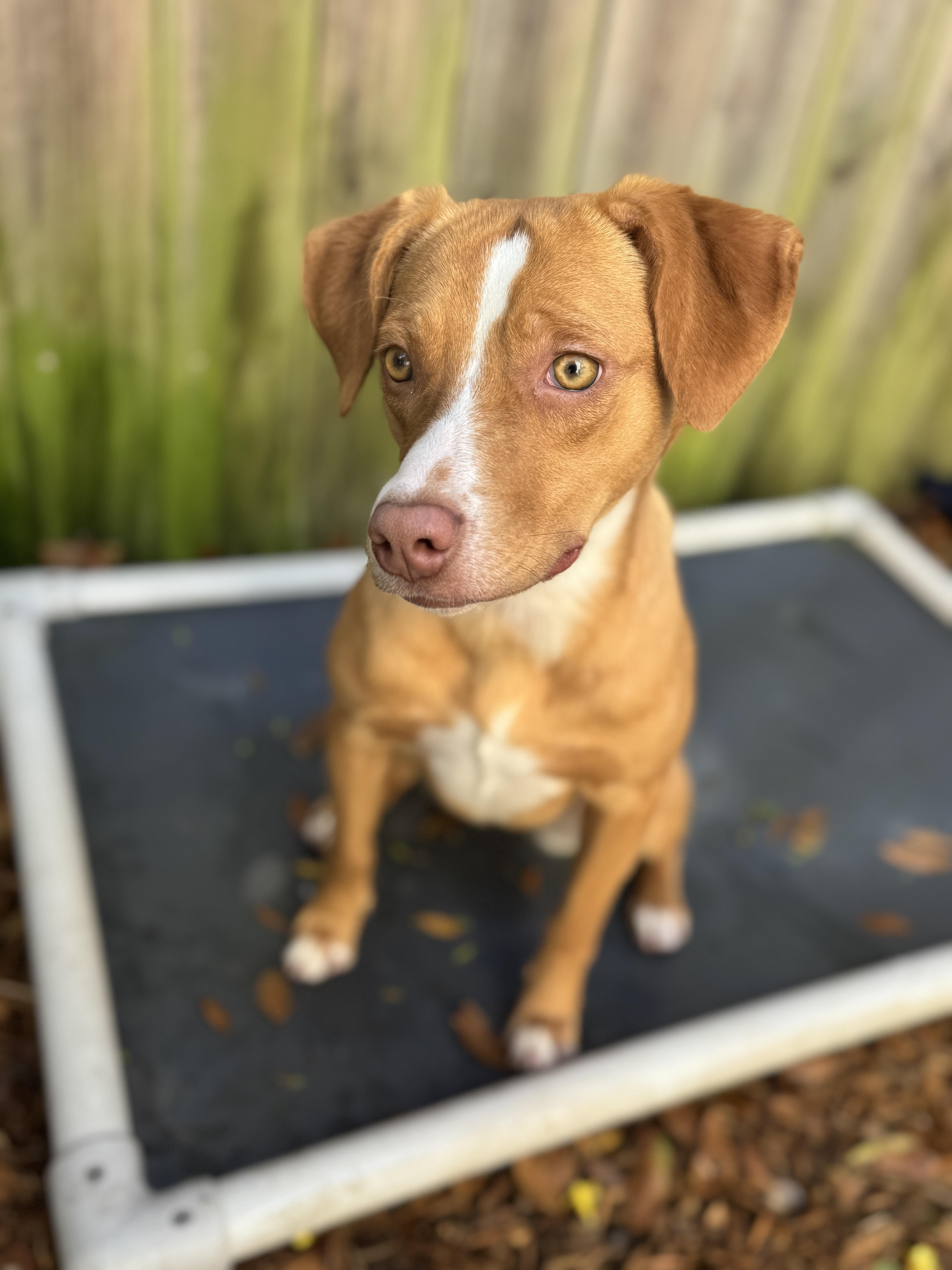 Enlarge Tessie , a ADOPTABLE mixed breed in Navarre, FL image 4/6