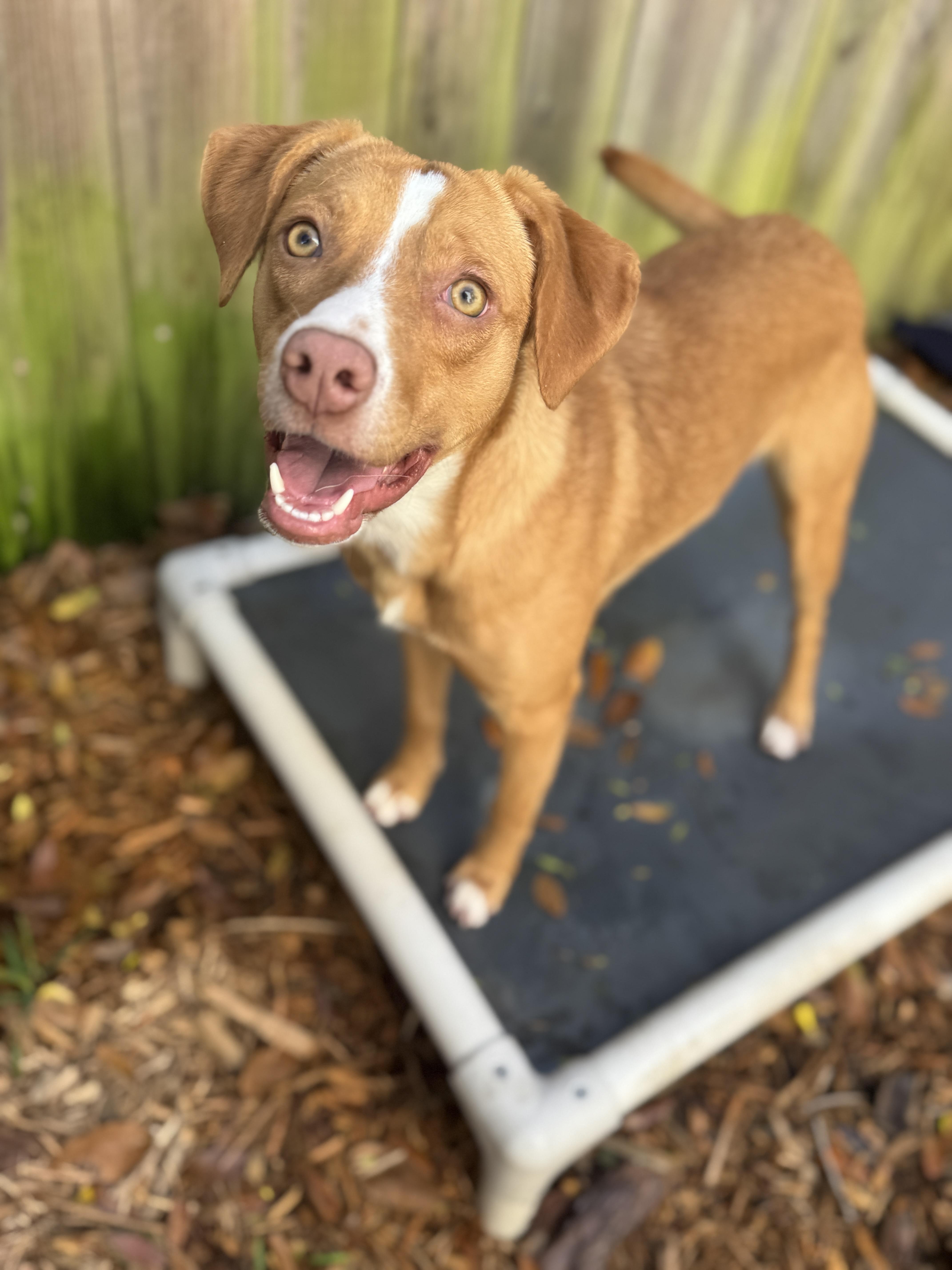 Enlarge Tessie , a ADOPTABLE mixed breed in Navarre, FL image 1/6