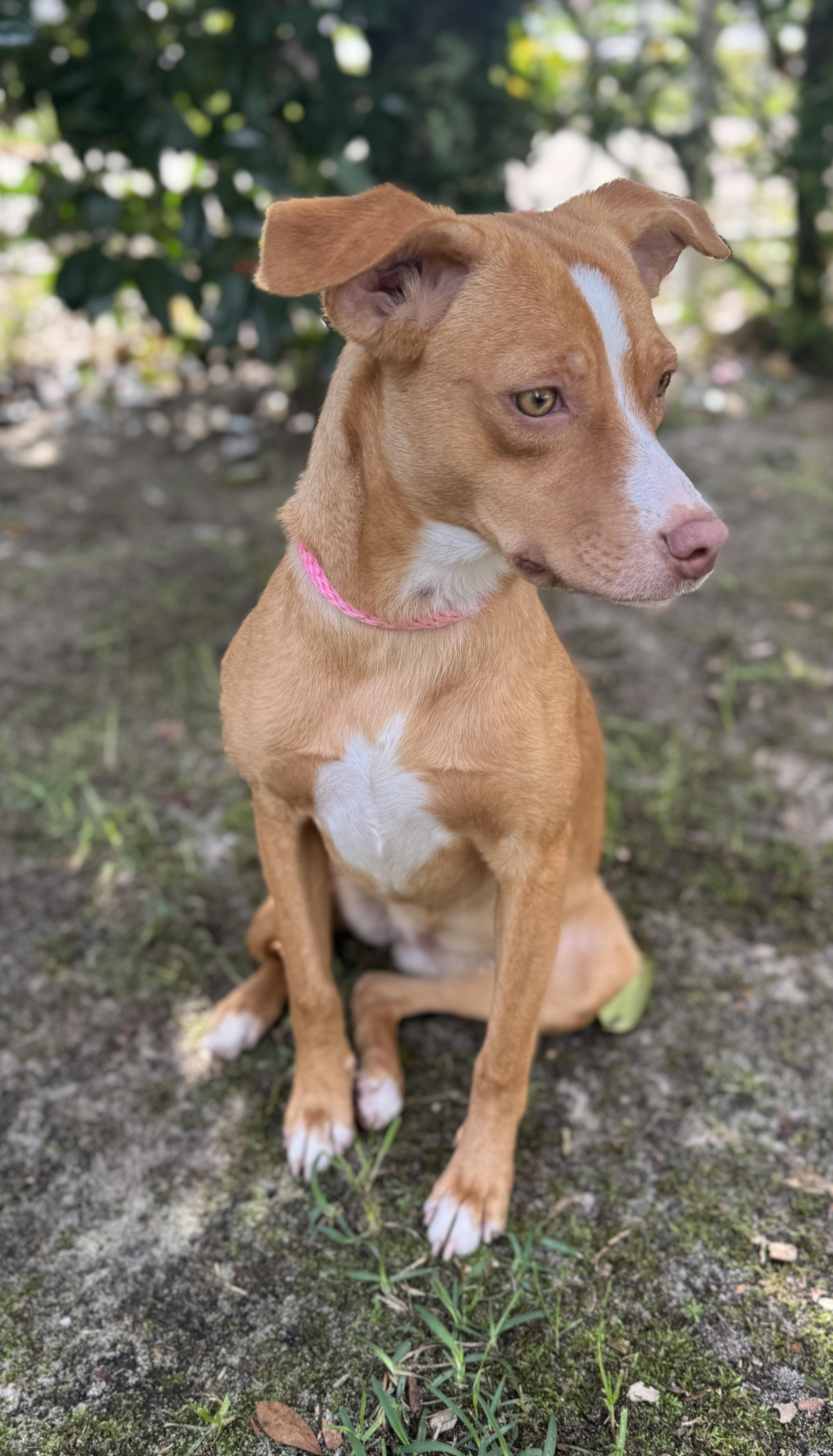 Enlarge Tessie , a ADOPTABLE mixed breed in Navarre, FL image 2/6