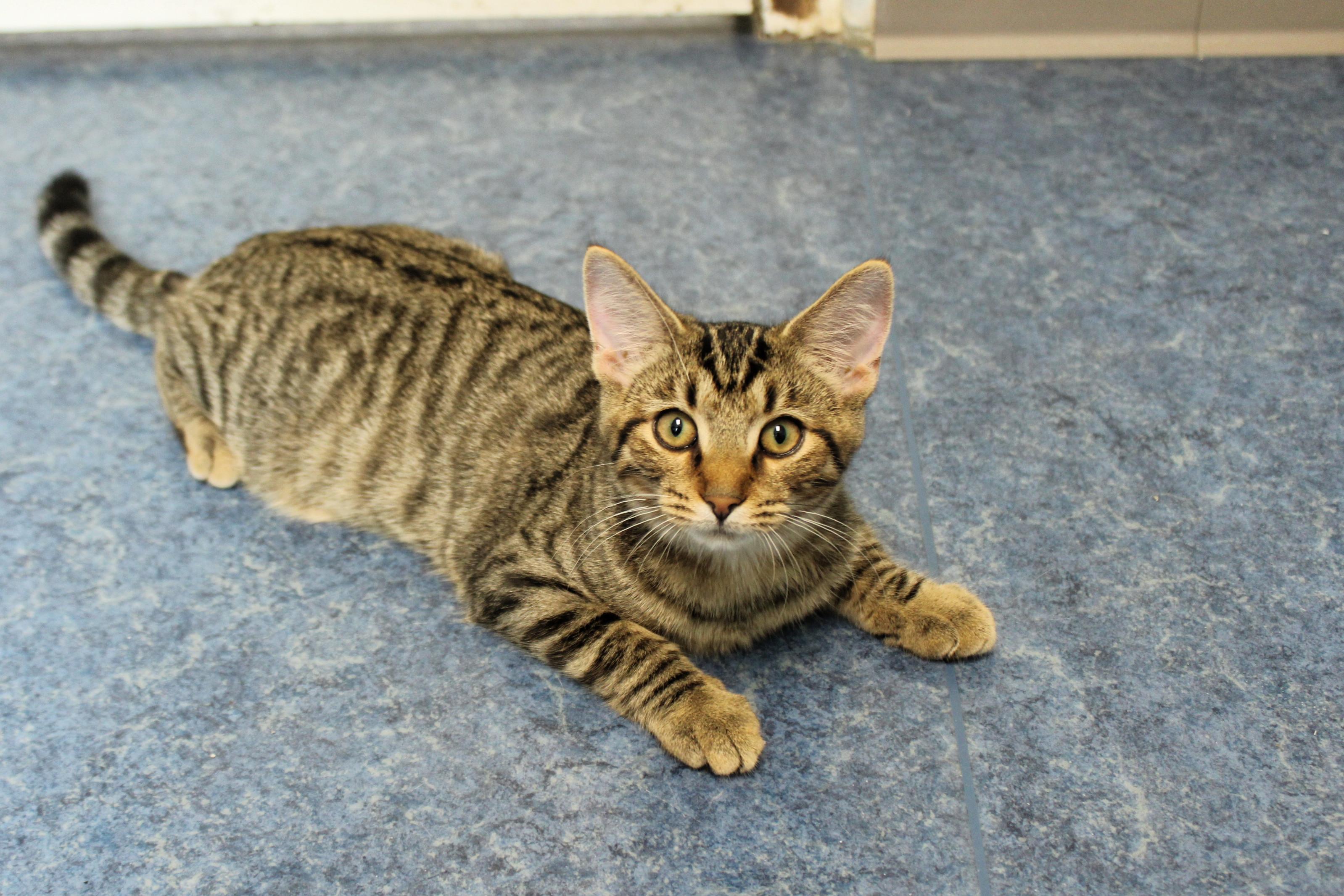 Molly of Denali, a Adoptable Domestic Short Hair in Urbana, OH image 2/6