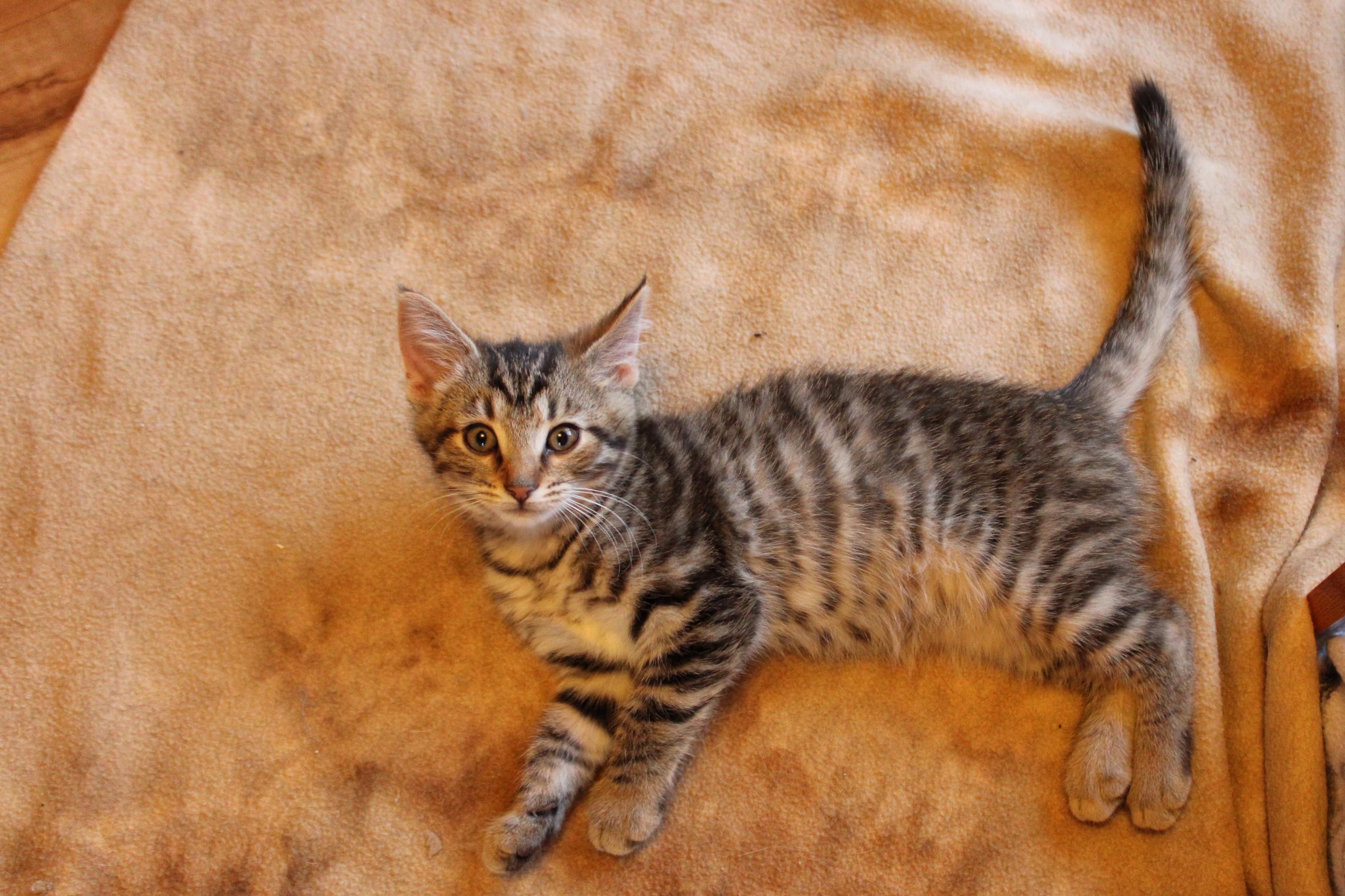Molly of Denali 5